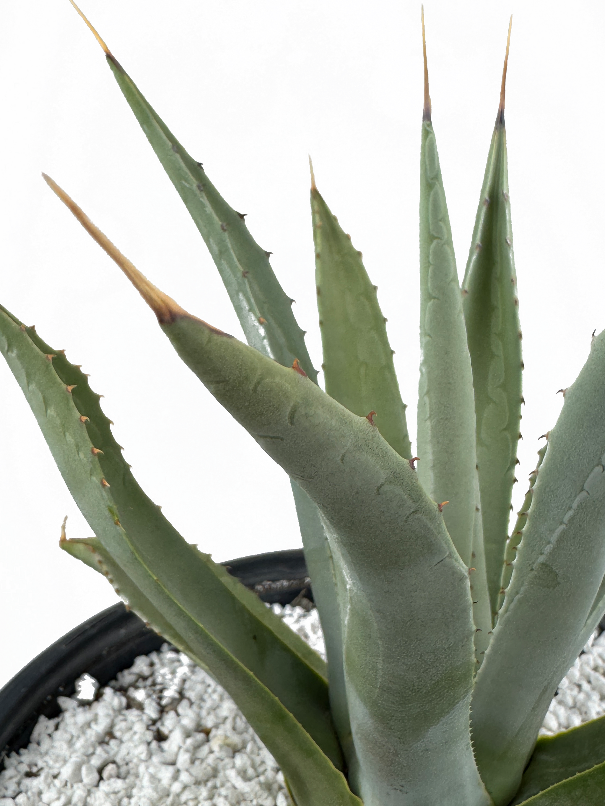 アガベ Agave parryi 'J.C.'s Shadow' 194 agave parryi 'j.c.'s shadow' | カトーエンゲー