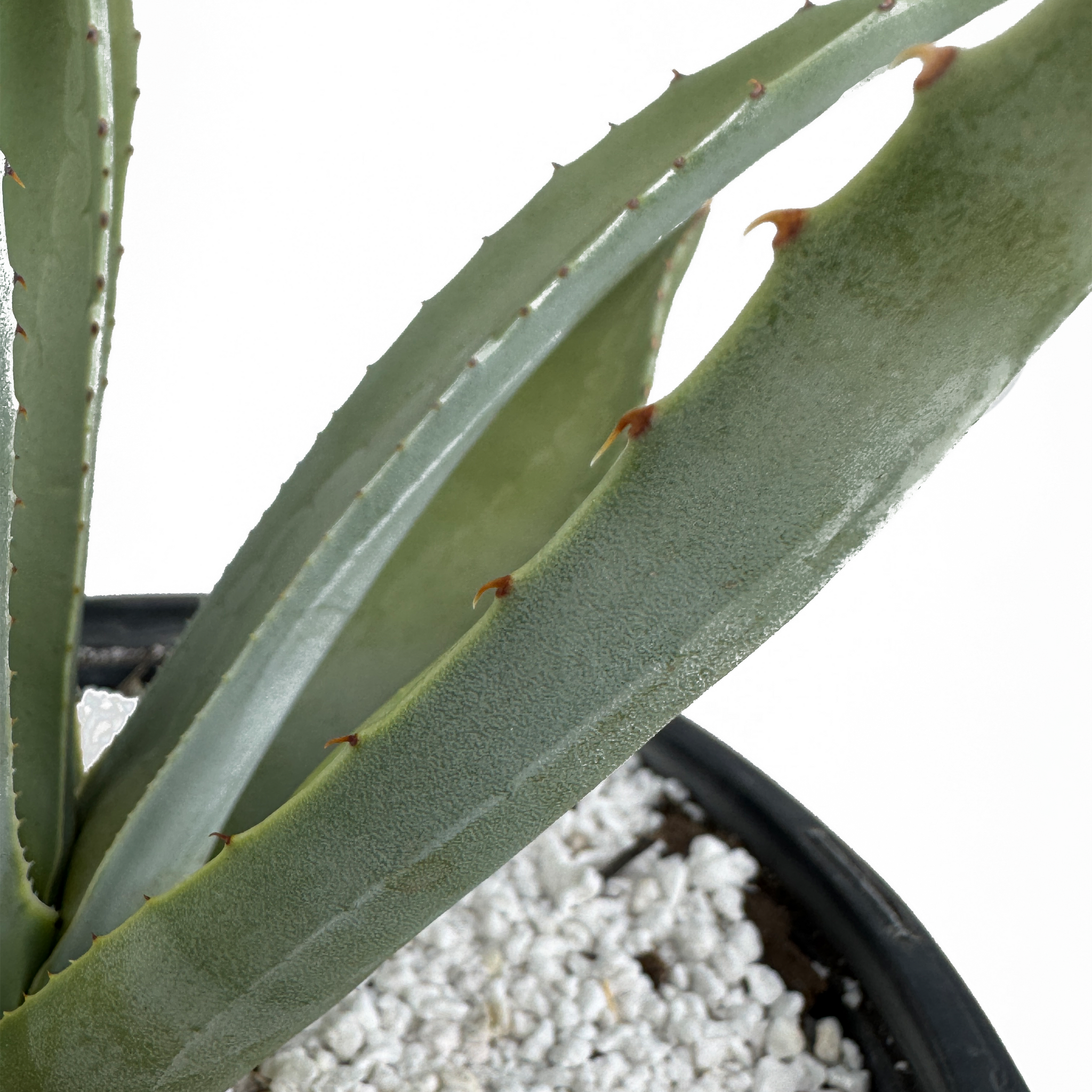 agave parryi v. couesii Agave parryi v. couesii – Happy Valley Plants
