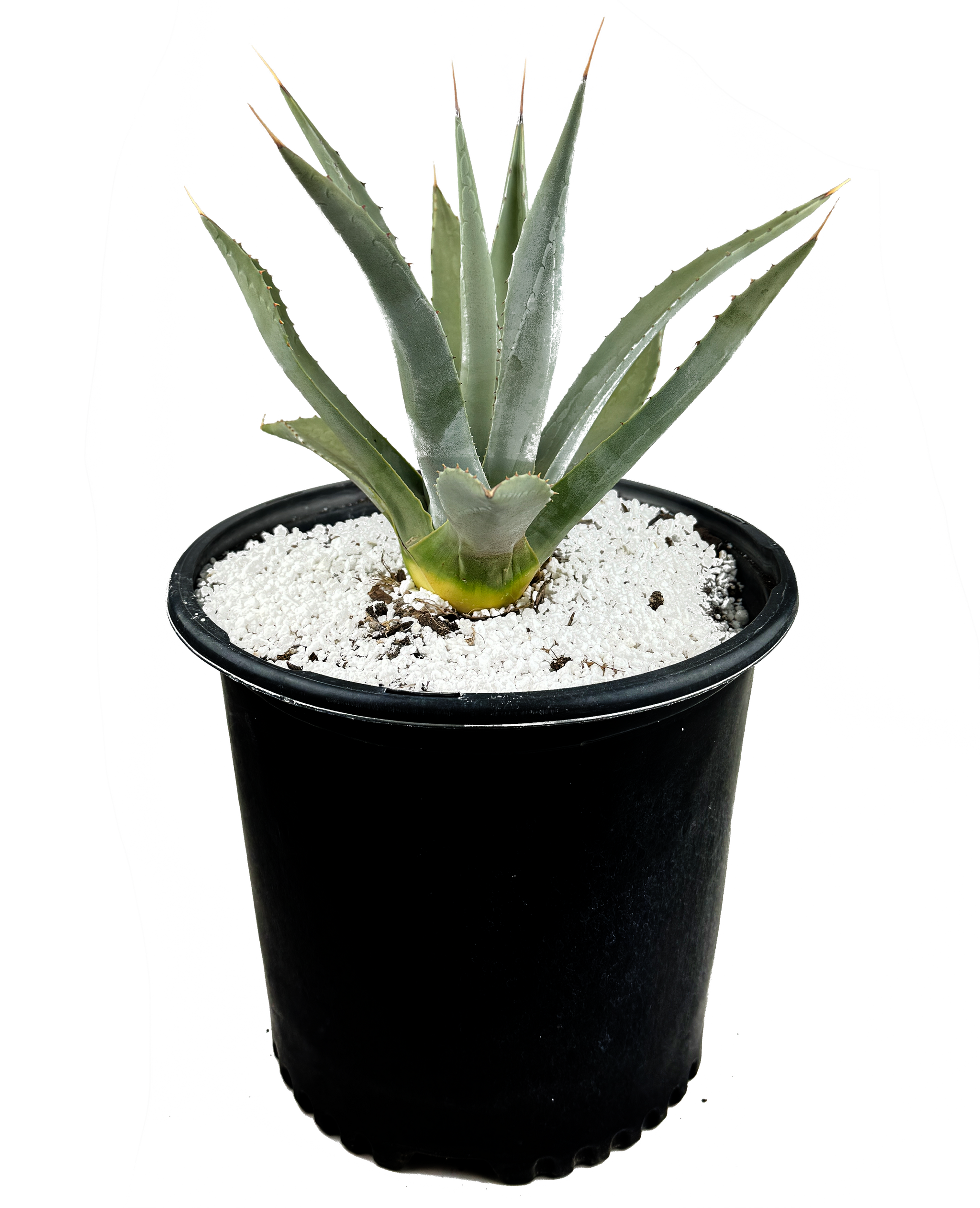 Agave parryi v. couesii – Happy Valley Plants