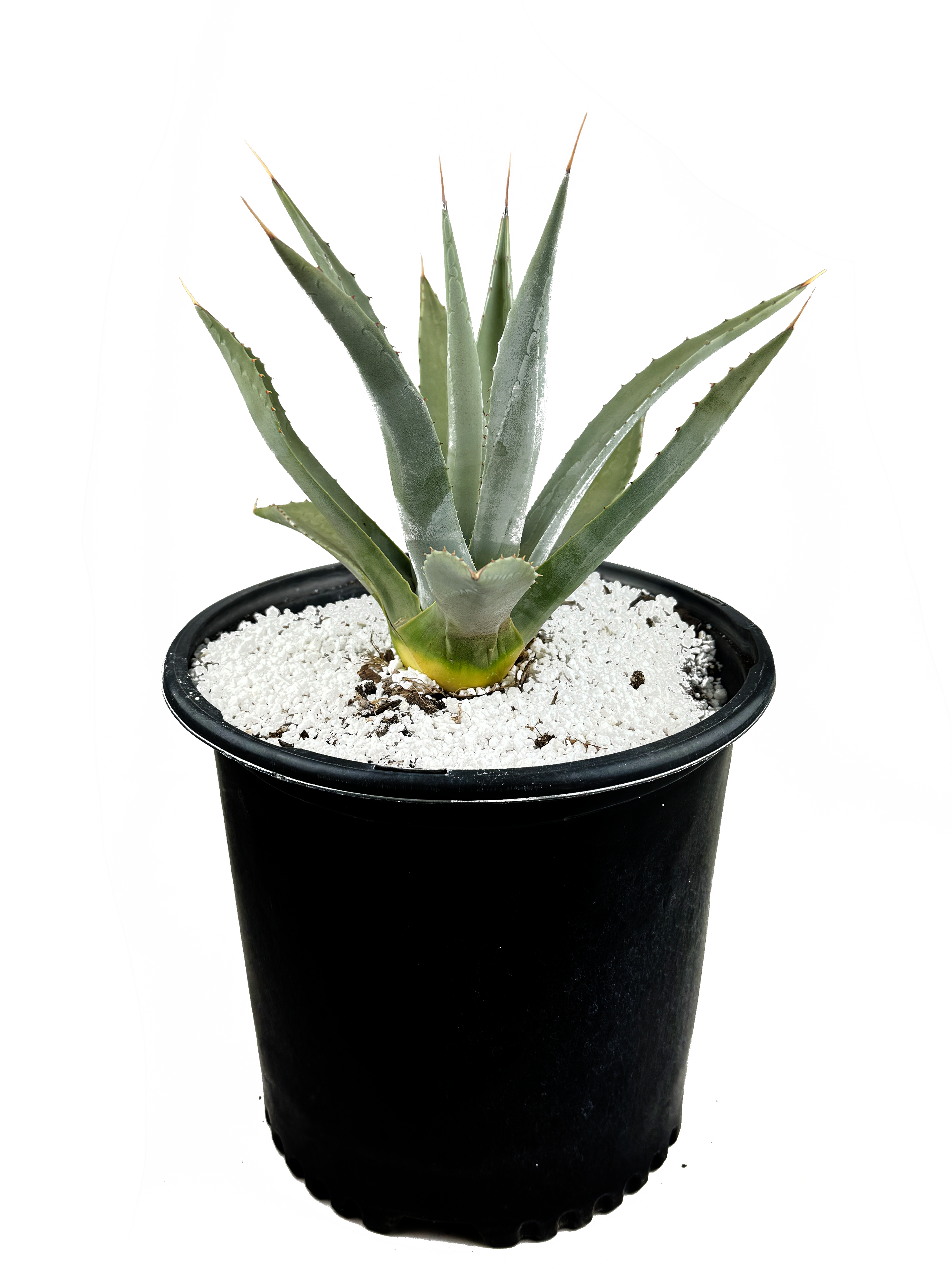 アガベ Agave parryi 'J.C.'s Shadow' 194 Agave parryi J.C.'s Shadow | J.C.'s Shadow Century Plant