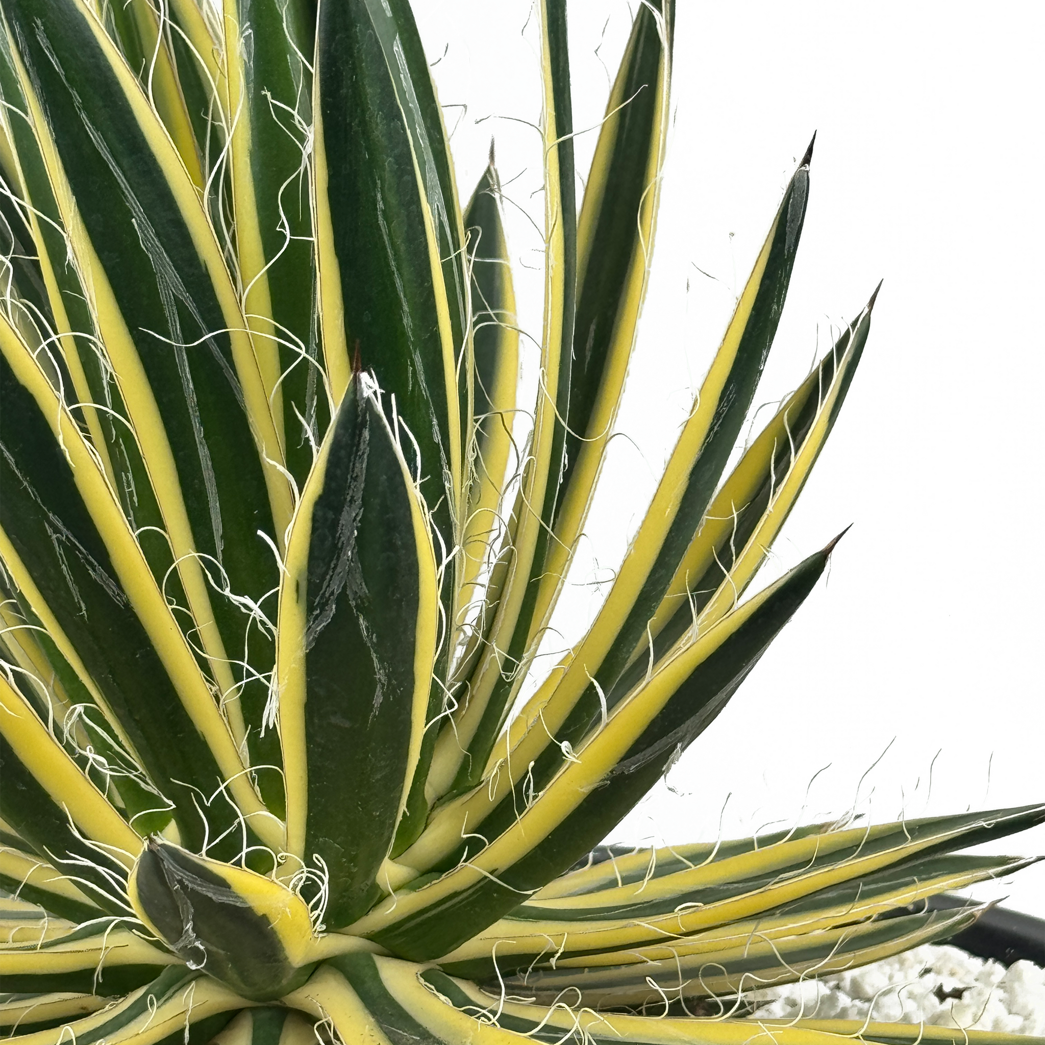 Agave schidigera 'Royal Flush' – Happy Valley Plants Agave schidigera 'Royal Flush' – Happy Valley Plants