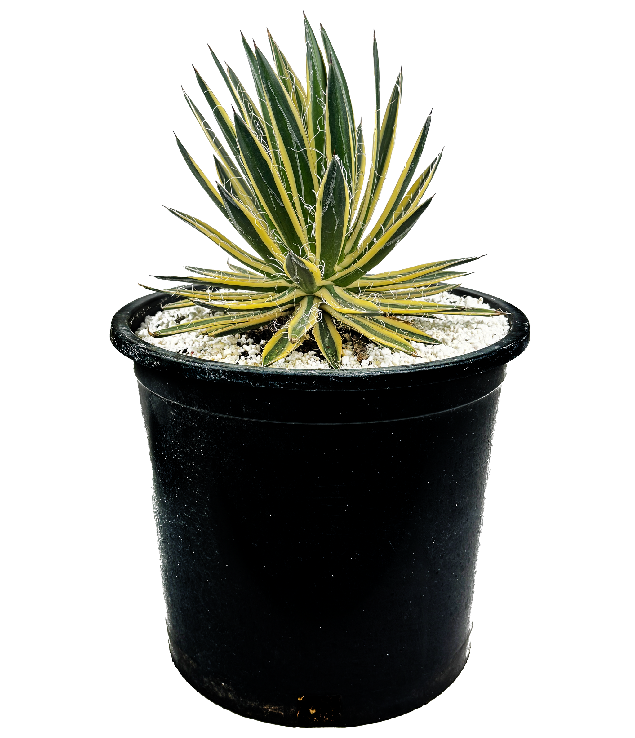 Agave schidigera 'Royal Flush' – Happy Valley Plants