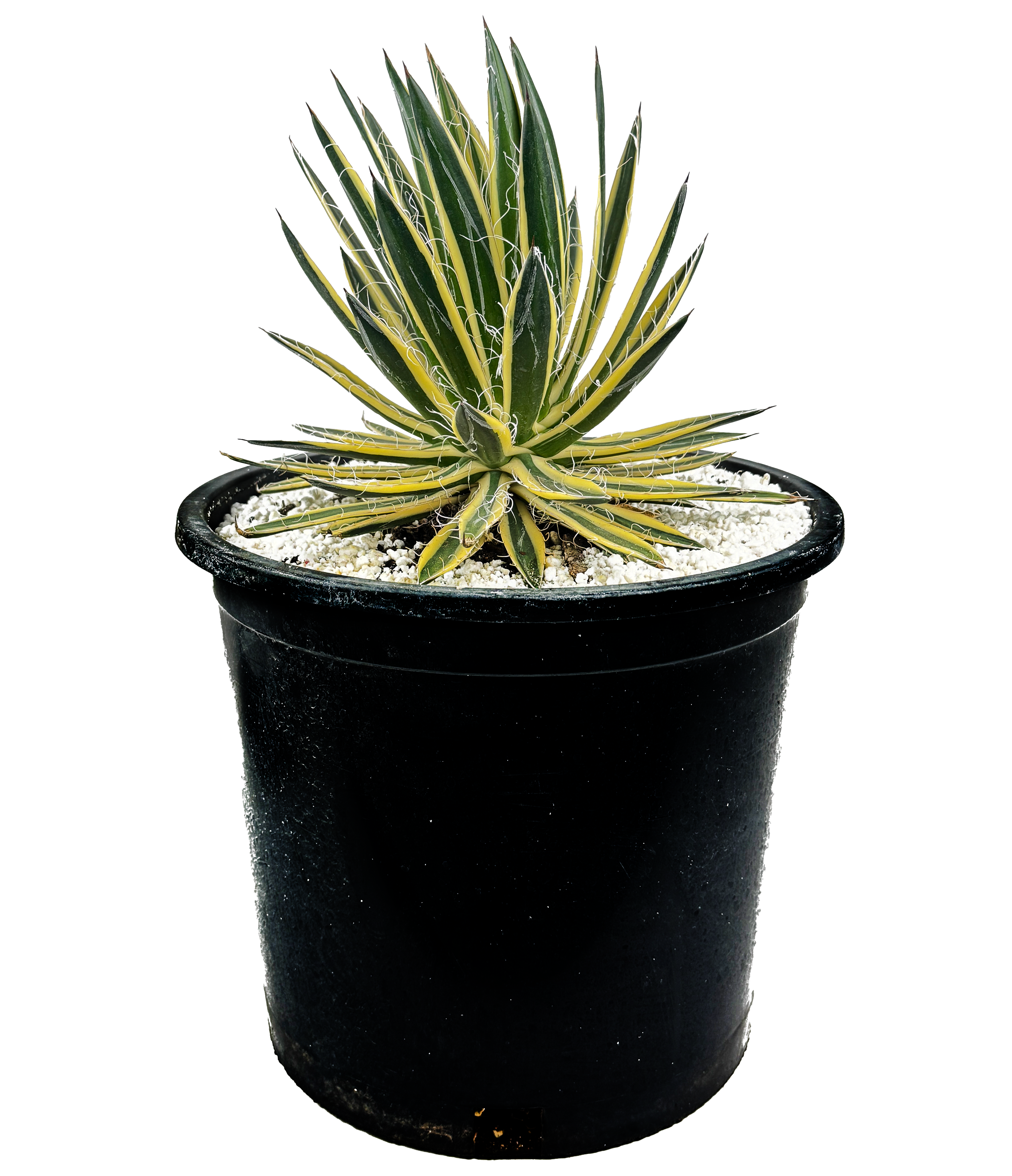 Agave schidigera 'Royal Flush' – Happy Valley Plants