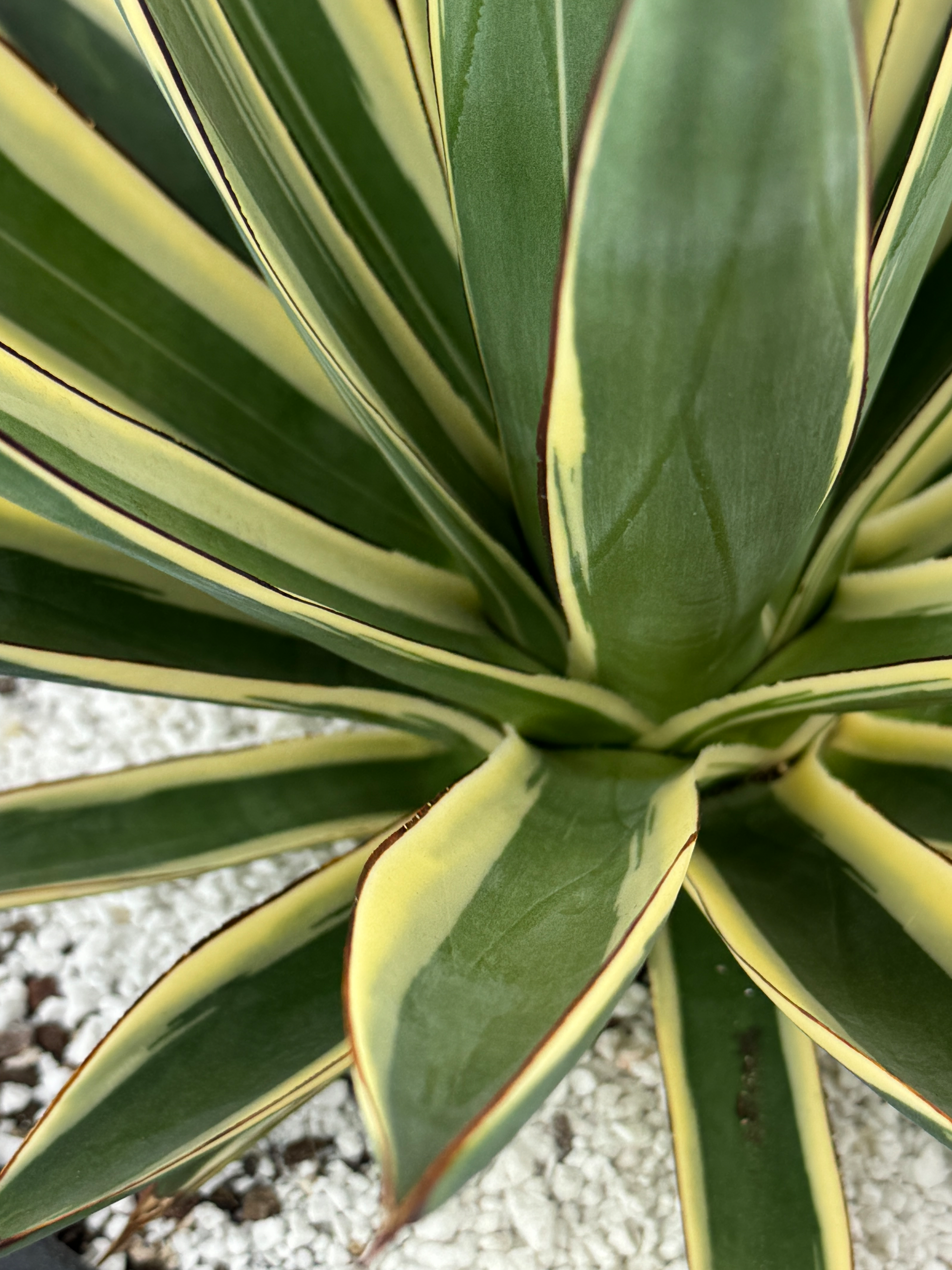 Agave x 'Snow Glow' – Happy Valley Plants