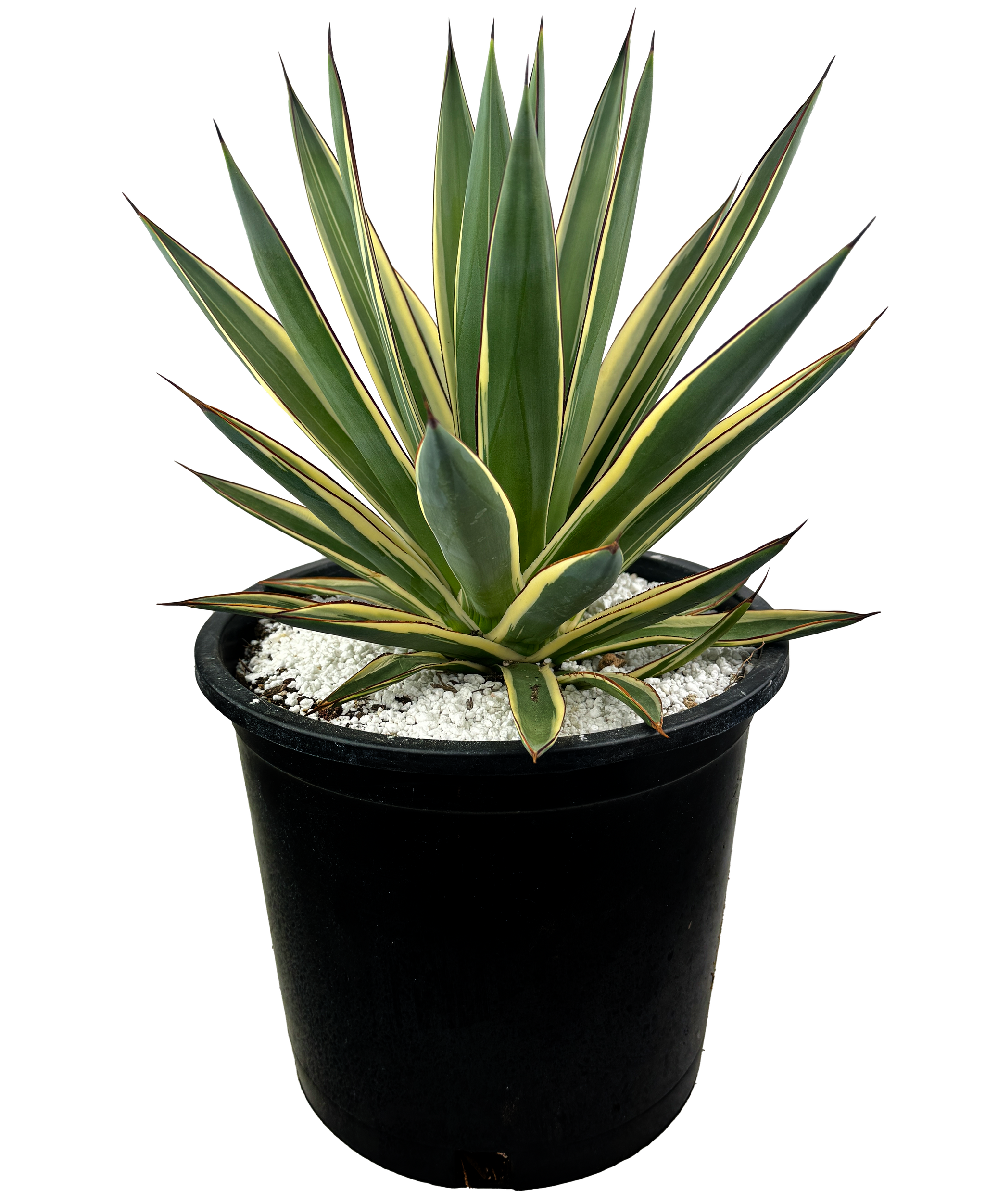 Agave x 'Snow Glow' – Happy Valley Plants Agave x 'Snow Glow' – Happy Valley Plants