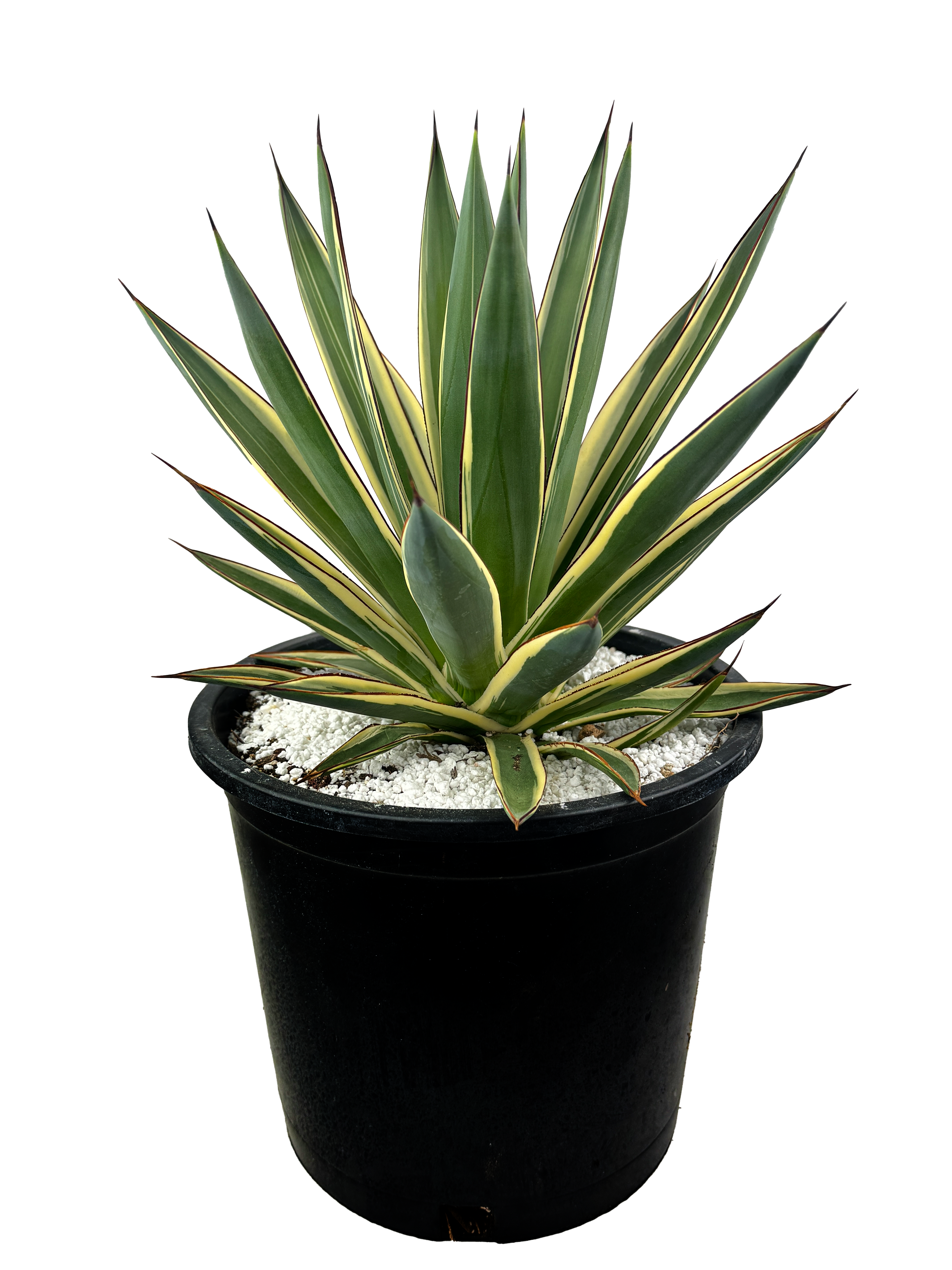 Agave x 'Snow Glow' – Happy Valley Plants