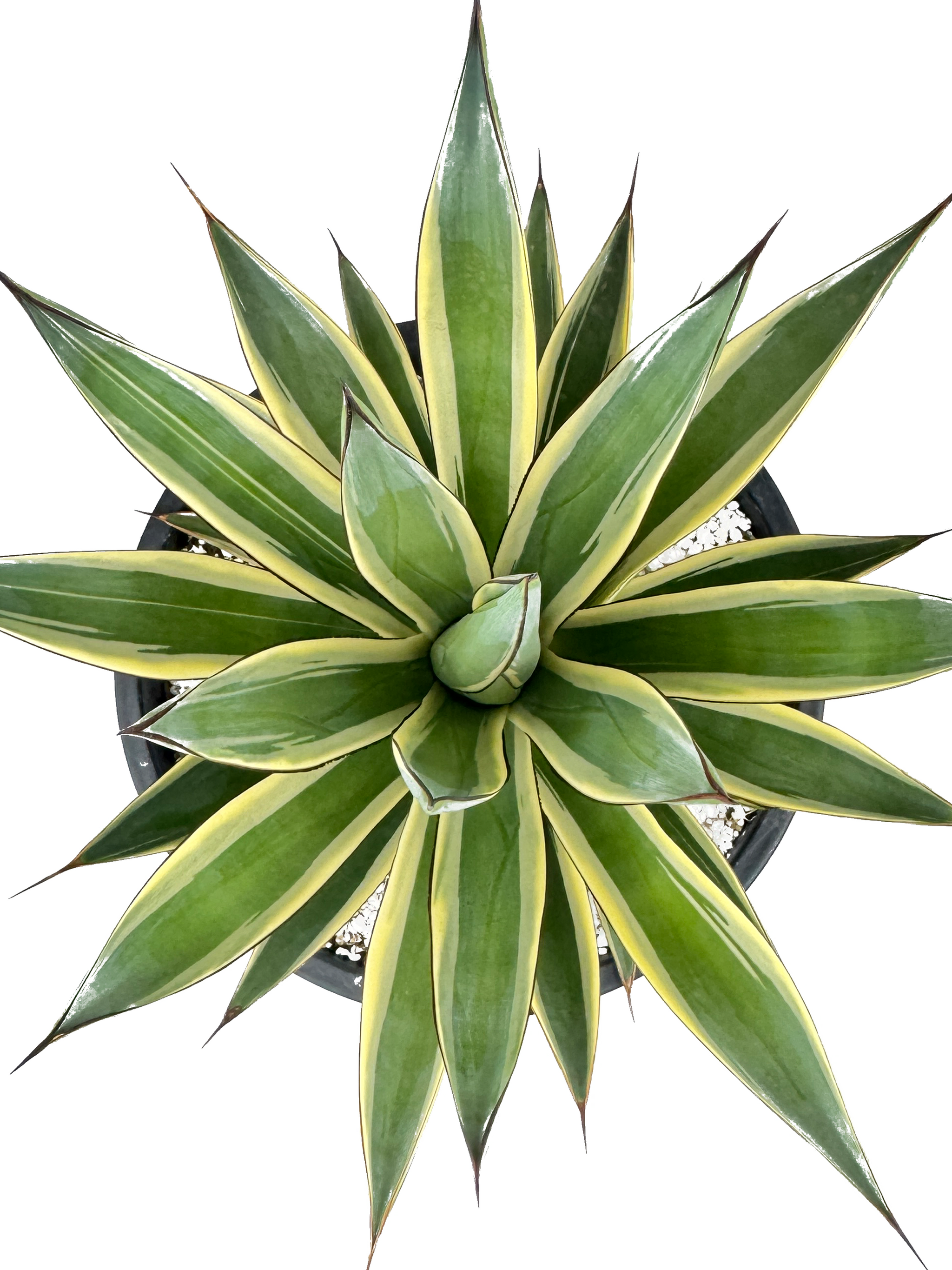 Agave x 'Snow Glow' – Happy Valley Plants