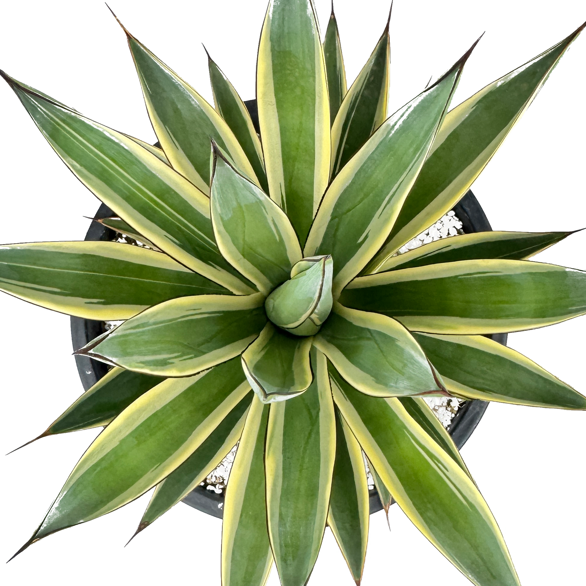 Agave x 'Snow Glow' – Happy Valley Plants Agave x 'Snow Glow' – Happy Valley Plants