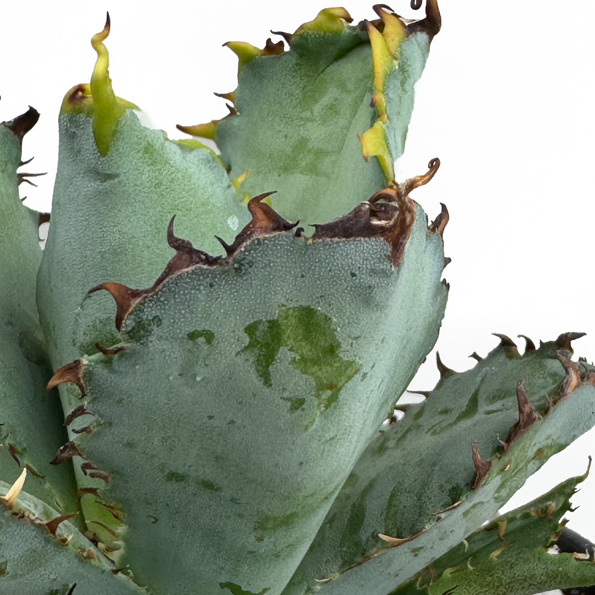 Agave titanota 'Black and Blue' - Tiny Spine – Happy Valley Plants