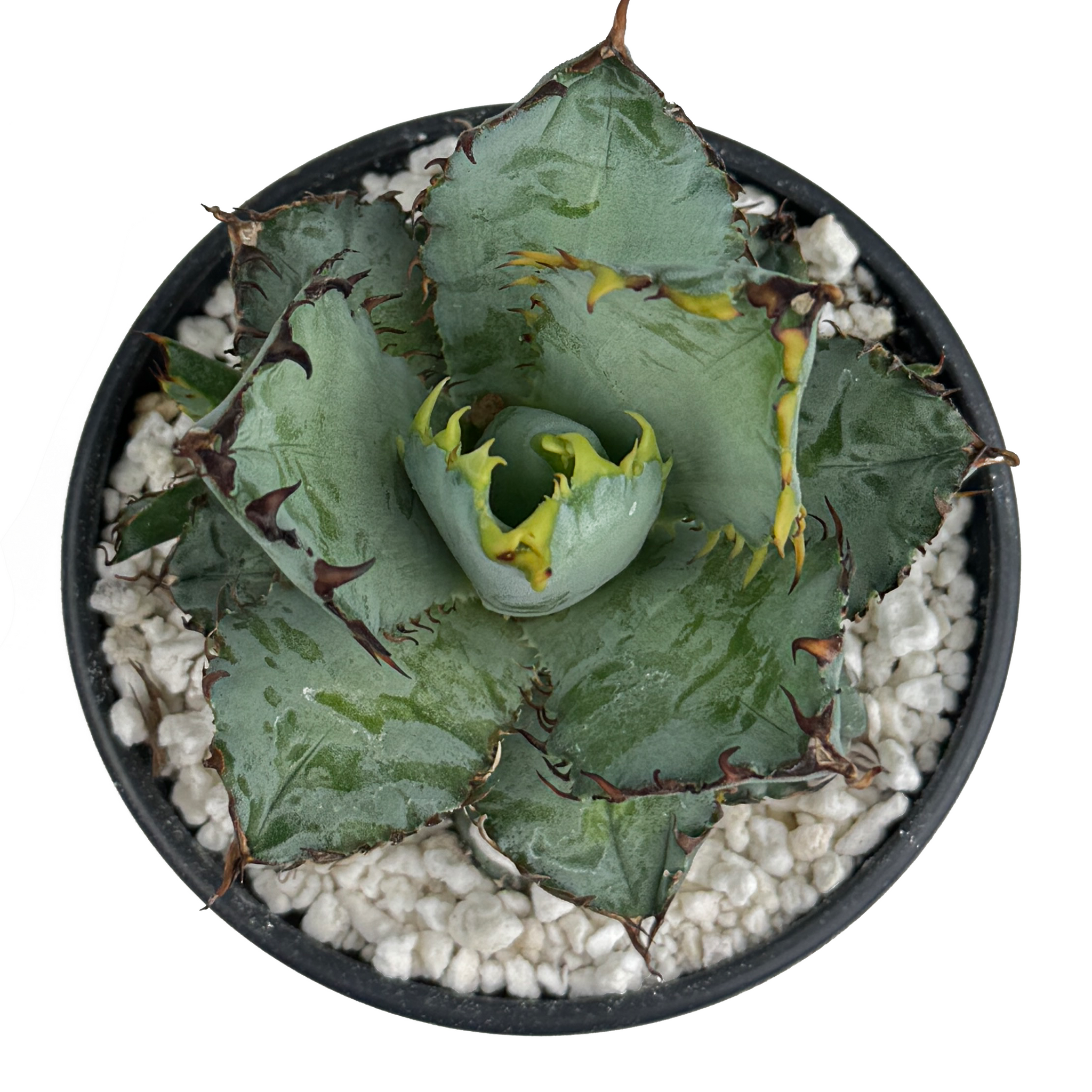Agave ‘Eborispina×Black&Blue’ Agave Utahensis Eborispina x Agave Titanota Black and Blue seedlings