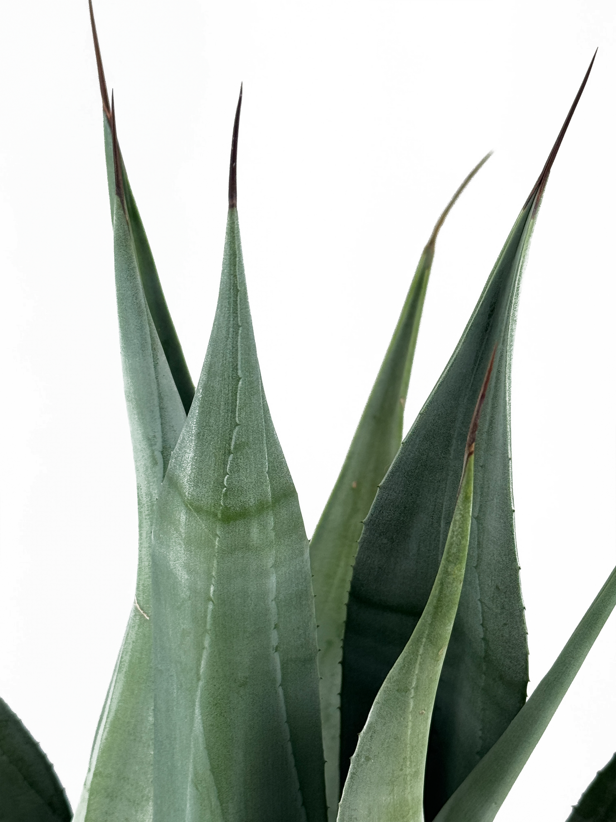Agave weberi - Weber Agave – Happy Valley Plants