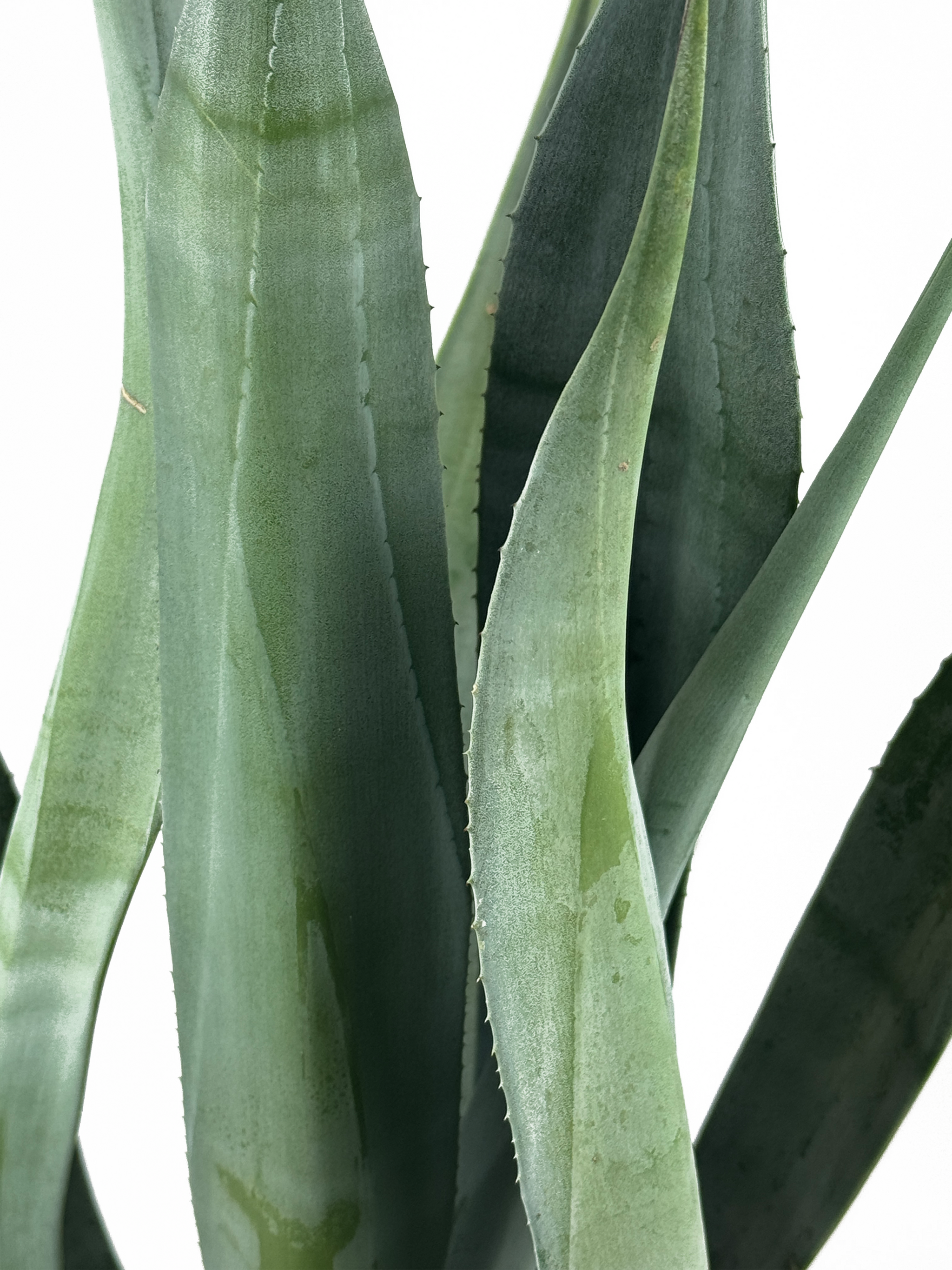 Agave weberi - Weber Agave – Happy Valley Plants