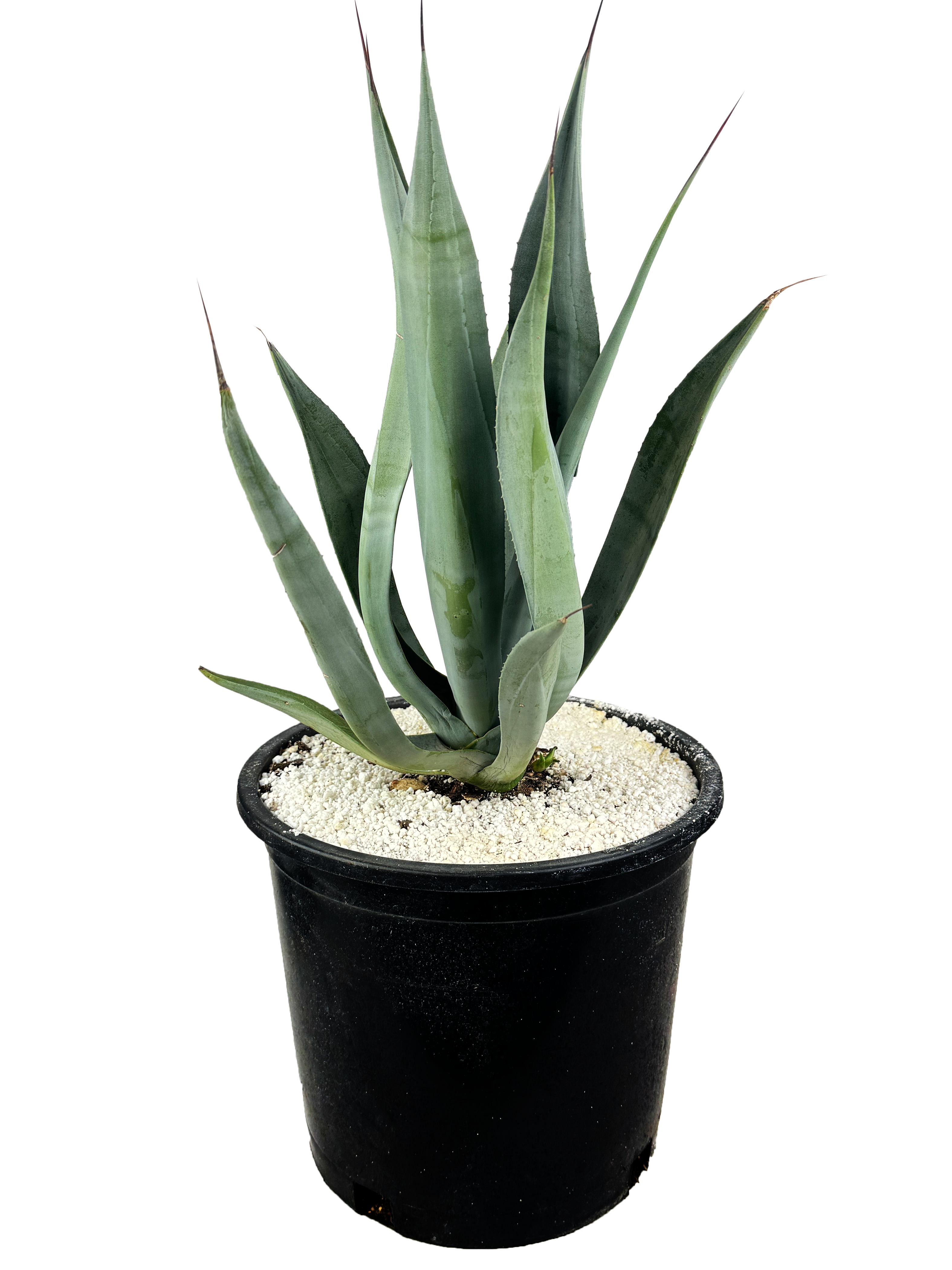 Agave weberi - Weber Agave – Happy Valley Plants