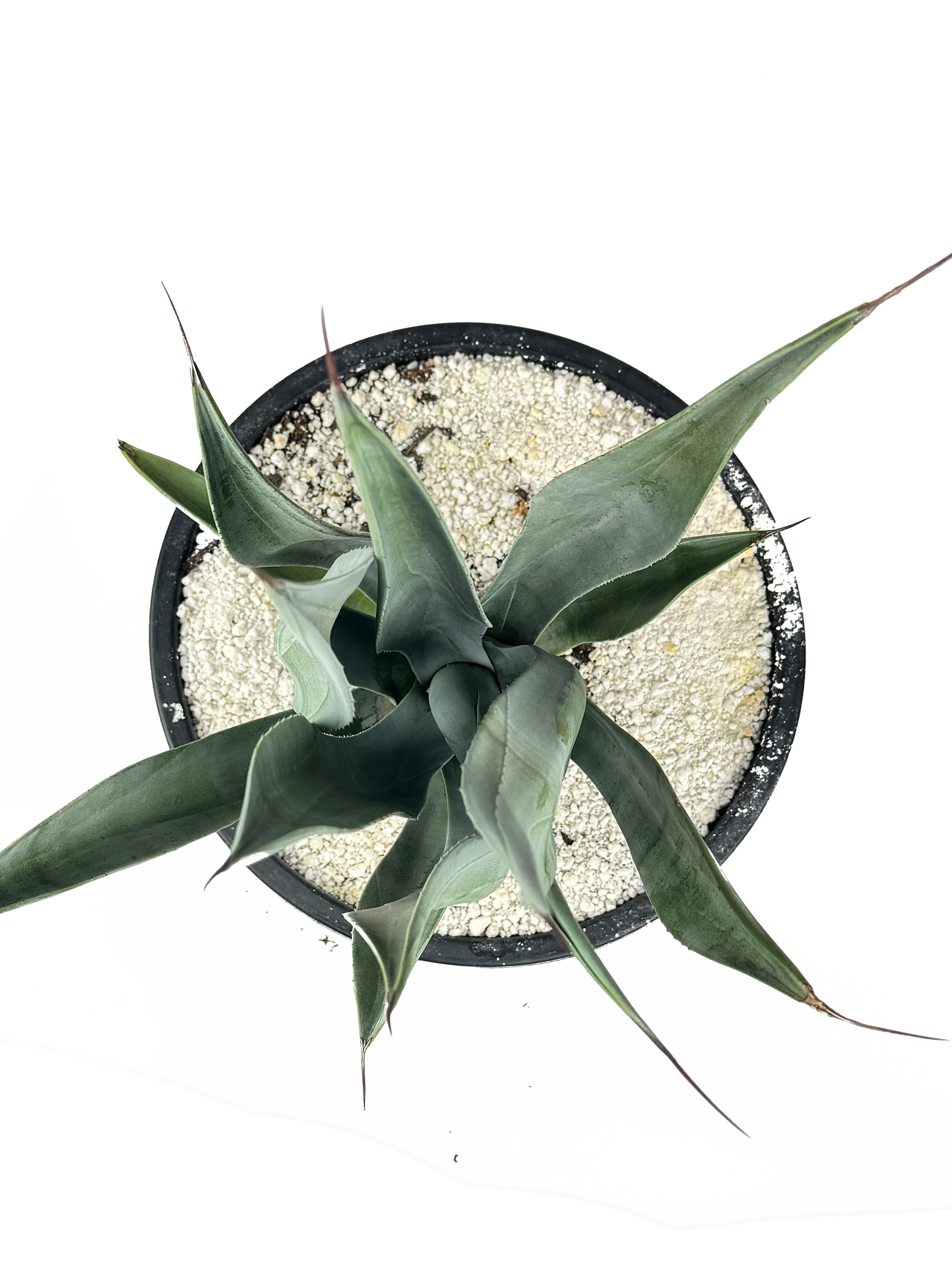 アガベ　ウェベリー　agave weberi warlord 楽天市場】アガベ・ウエベリー（ウェベリー）Agave weberi. 別名 鳴神