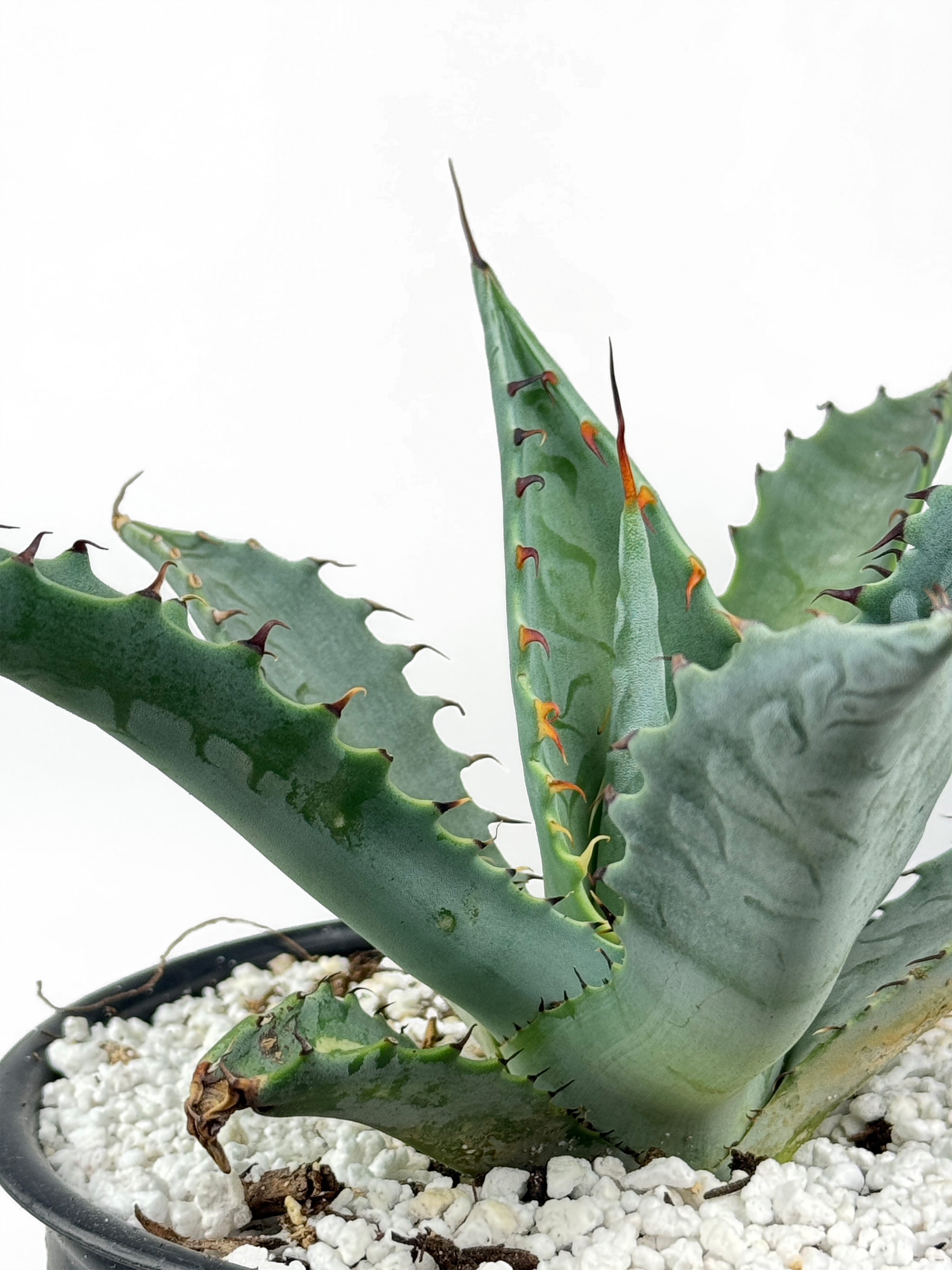 Agave zebra – Happy Valley Plants