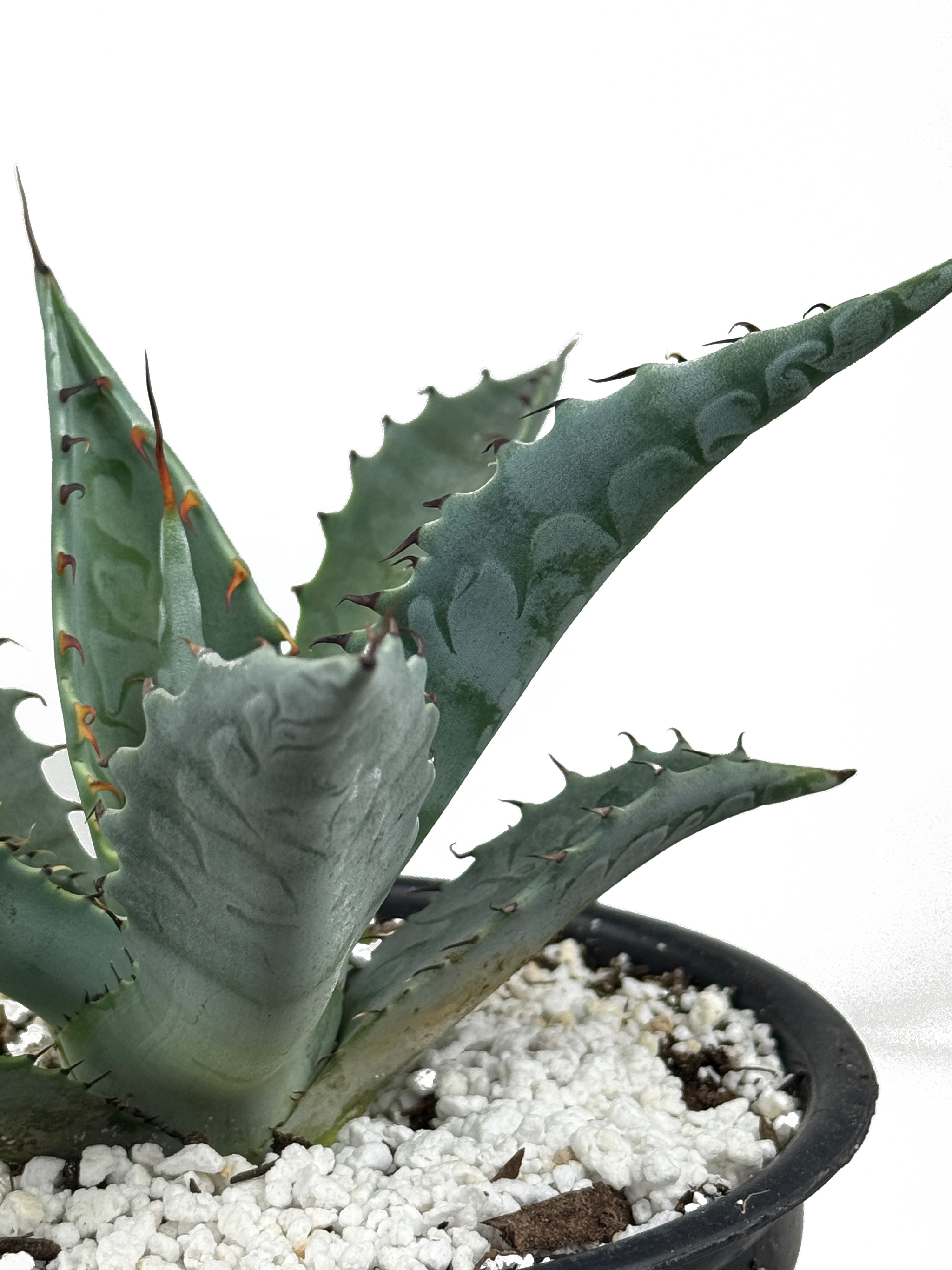 Agave zebra – Happy Valley Plants