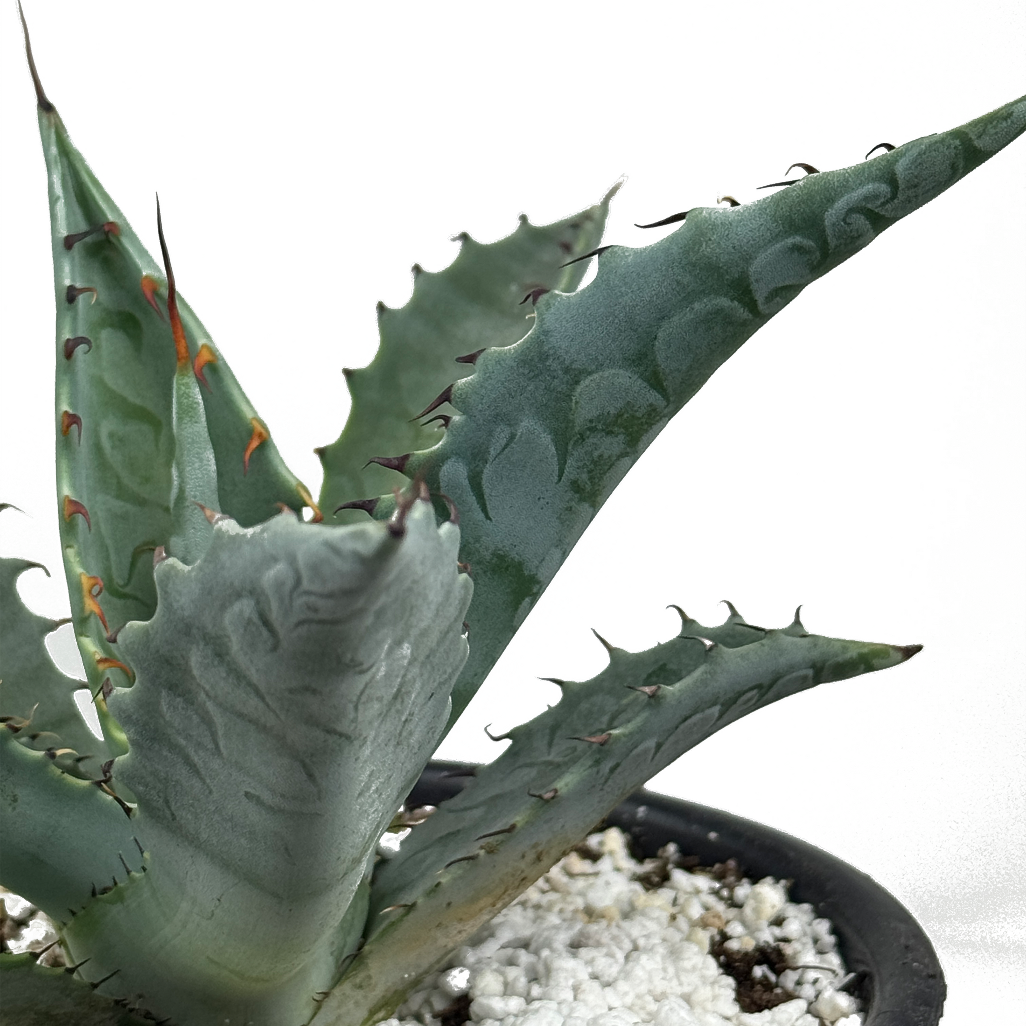 Agave zebra – Happy Valley Plants Agave zebra – Happy Valley Plants