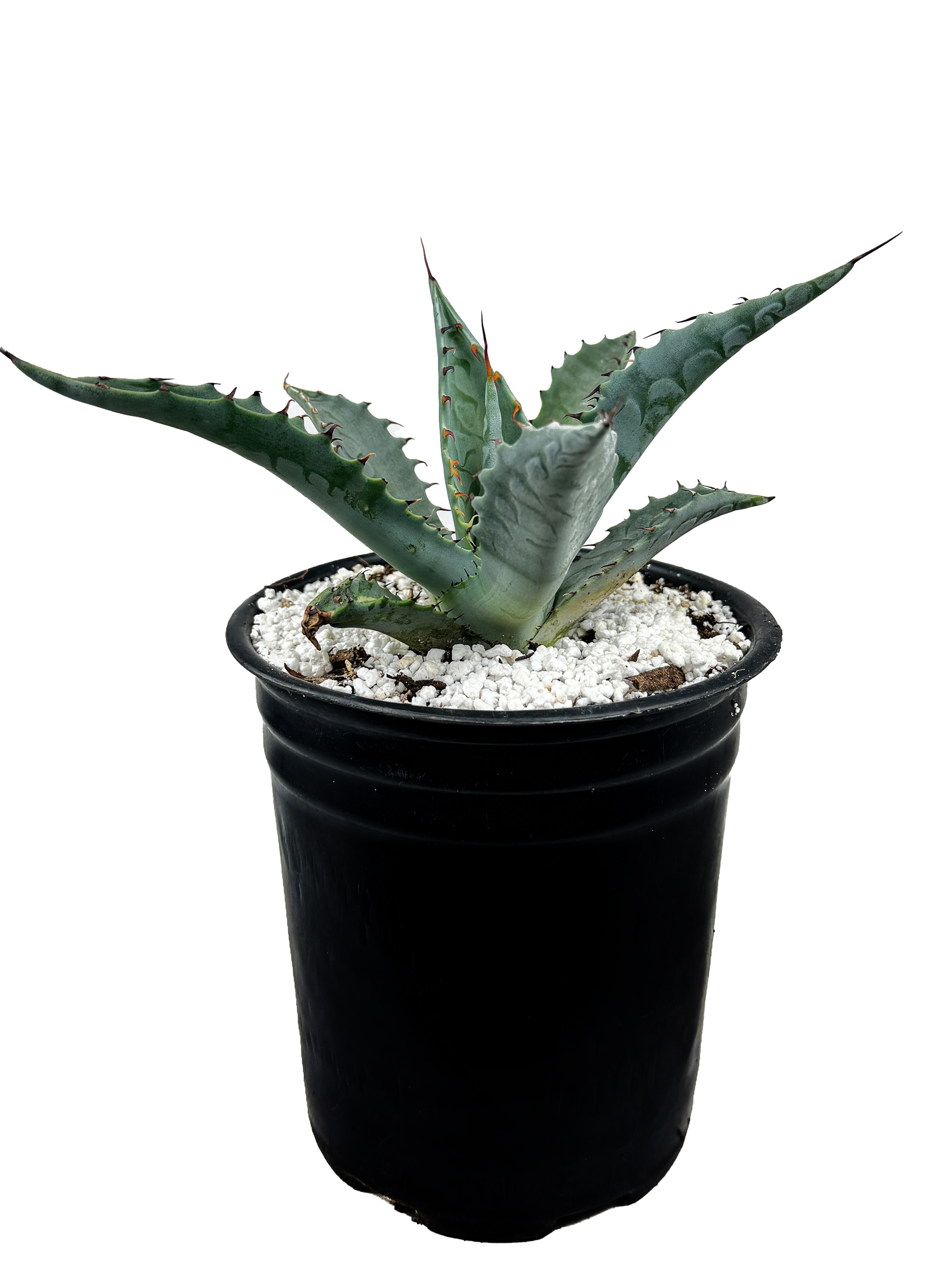 Agave zebra – Happy Valley Plants