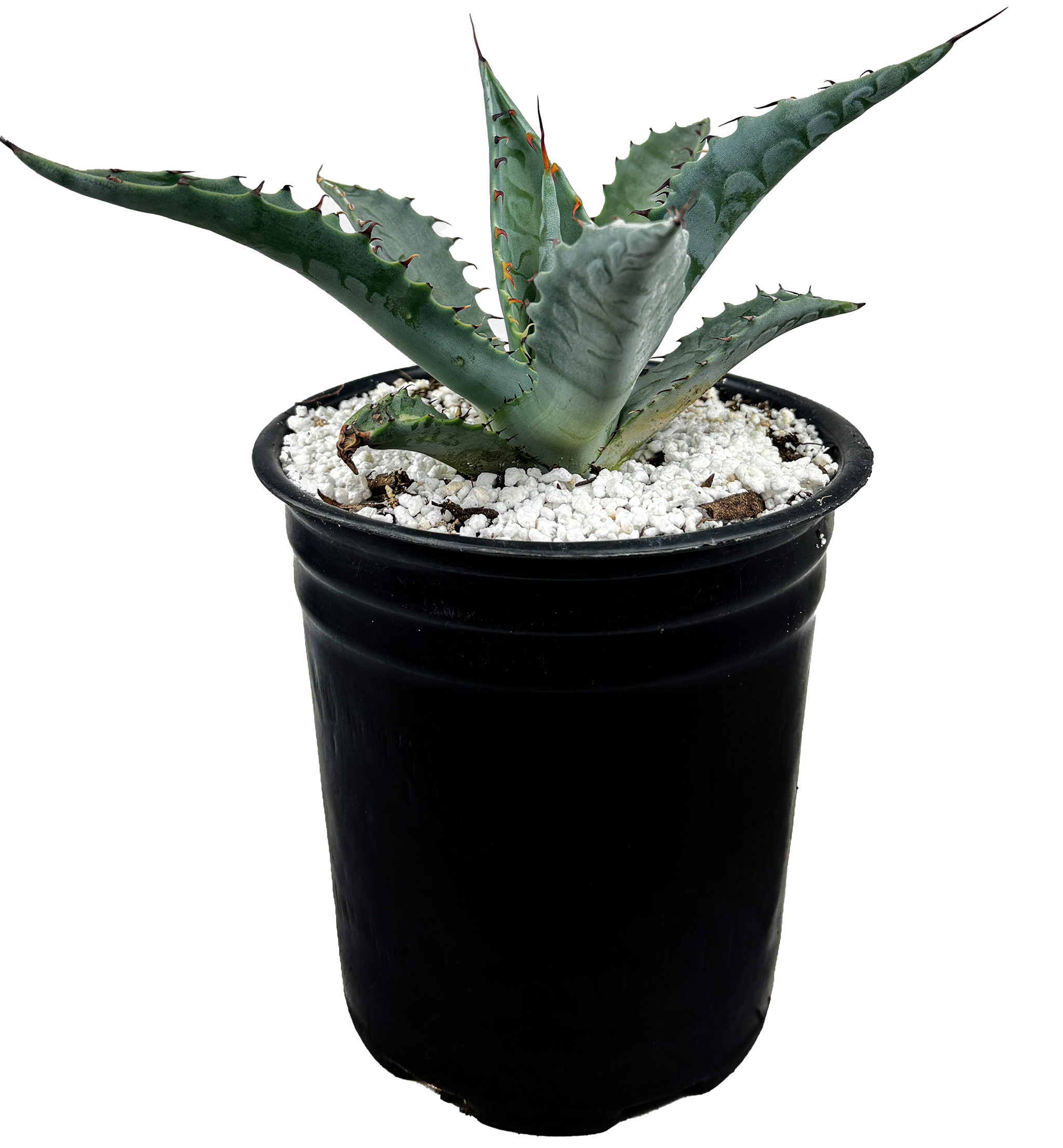 zebra aloe vera plant Agave zebra – Happy Valley Plants