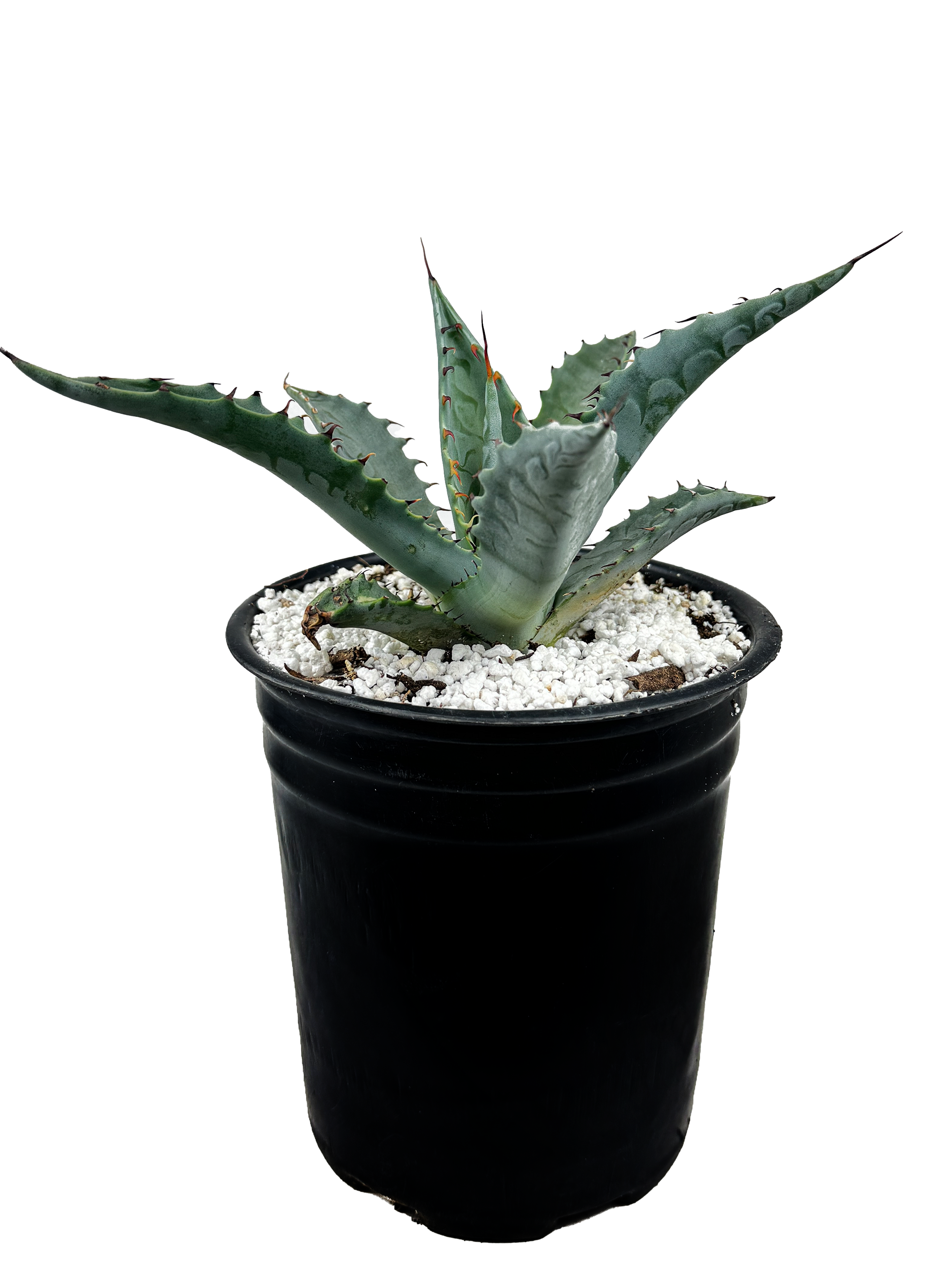 Agave zebra – Happy Valley Plants