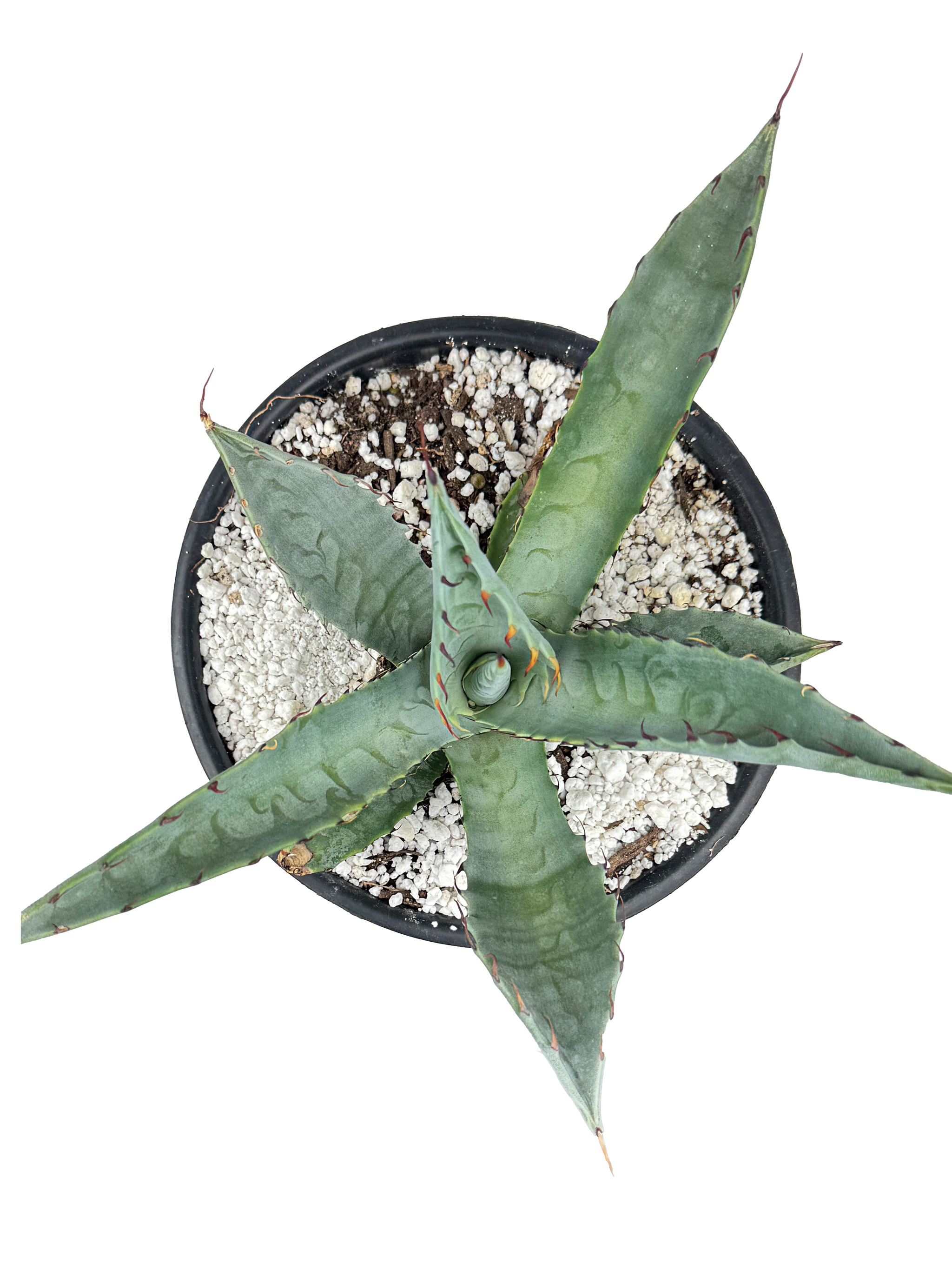 Agave zebra – Happy Valley Plants