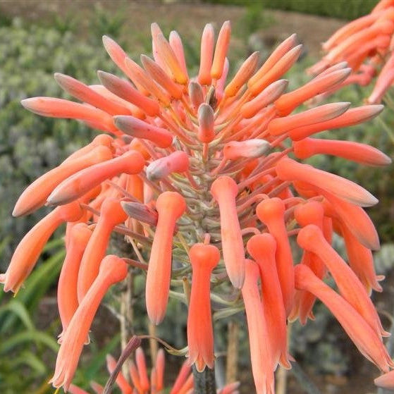 aloe vera plant with orange flower Aloe maculata (Syn. A. saponaria)