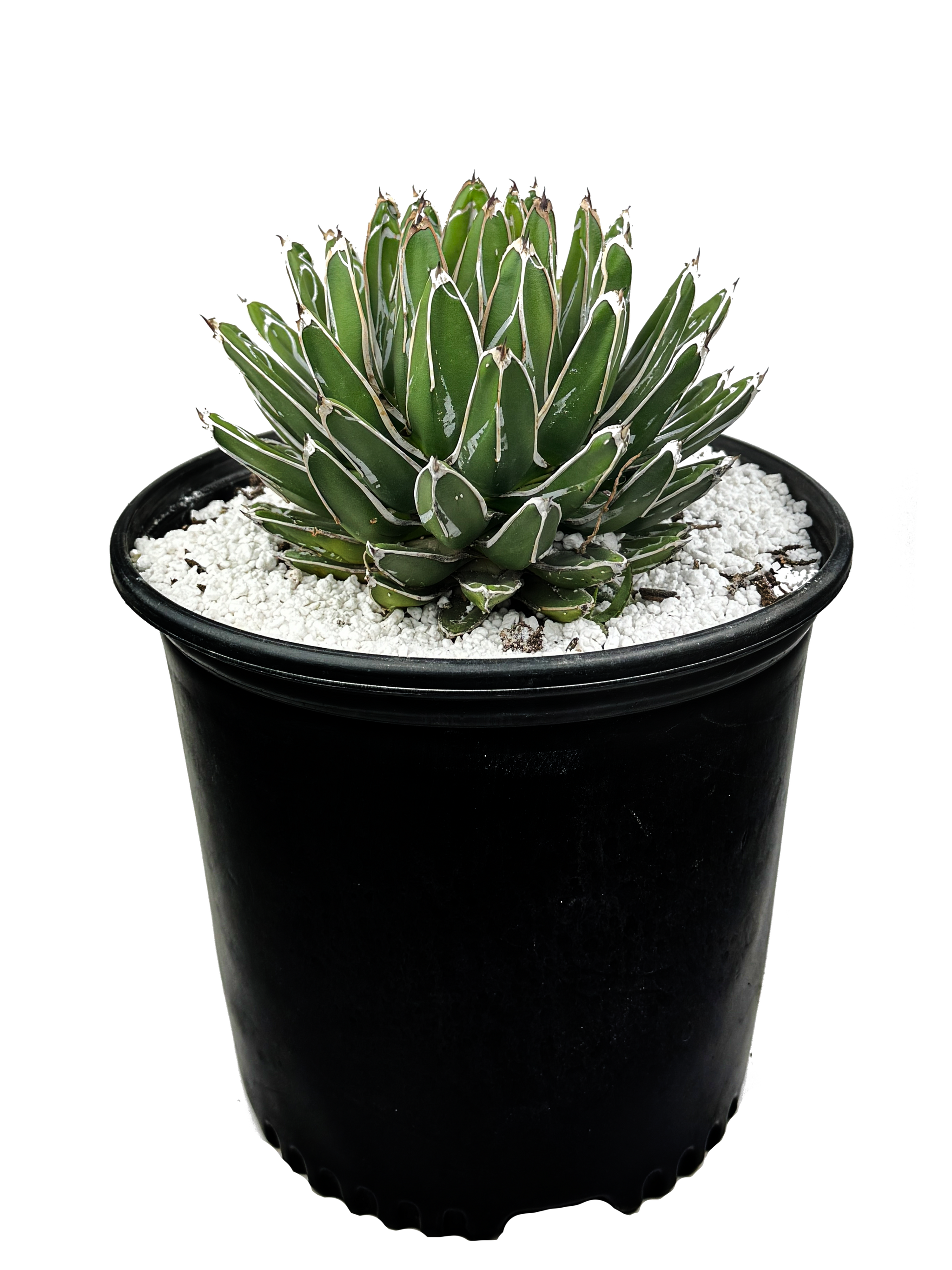 Agave victoriae-reginae compacta - Compact Queen Victoria – Happy