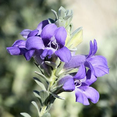 Eremophila hygrophana - Blue Bells/AZ Blue bells – Happy Valley Plants