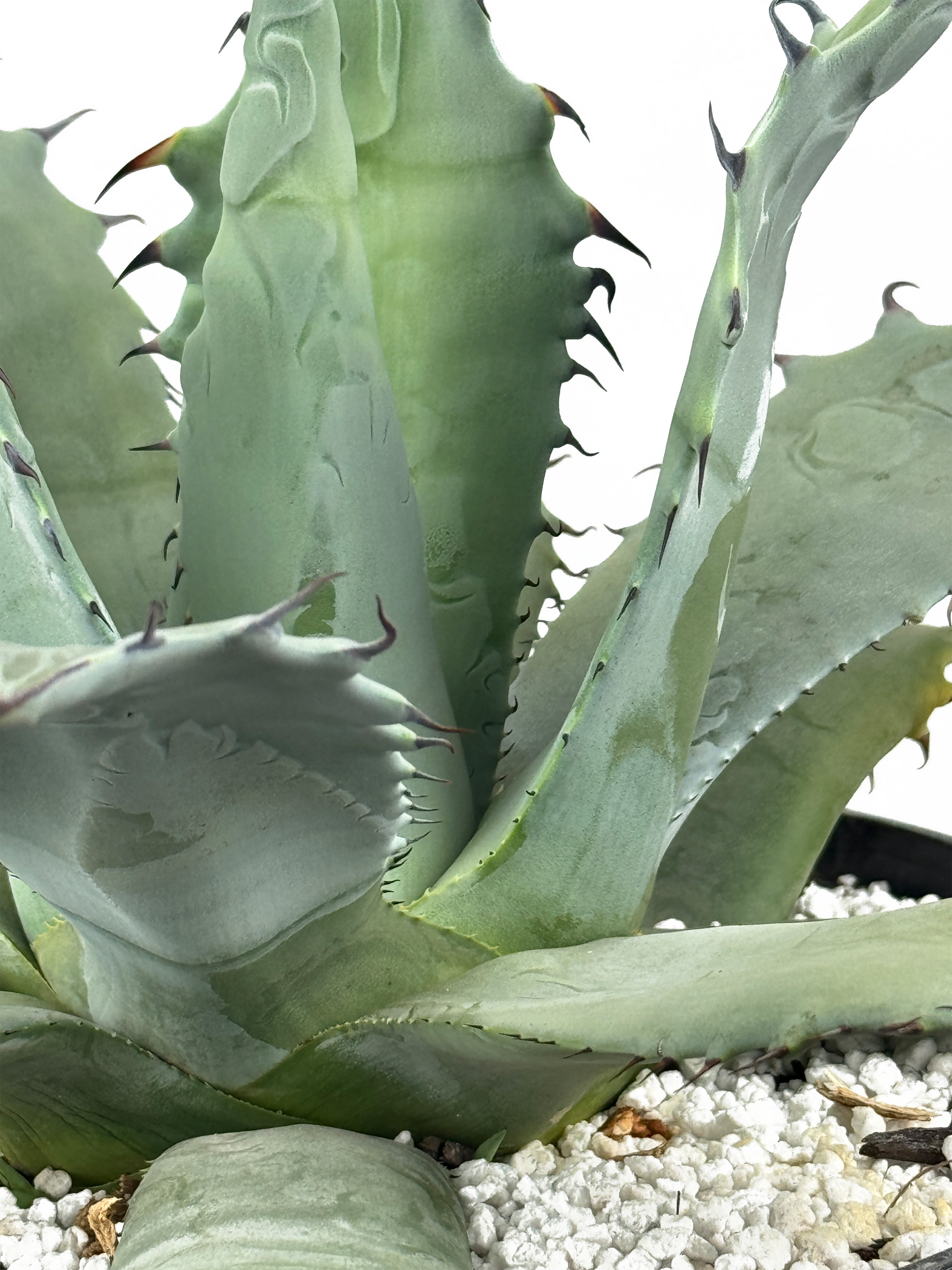 Agave Collection – Happy Valley Plants