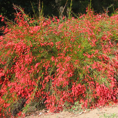 Perennials Collection – Happy Valley Plants