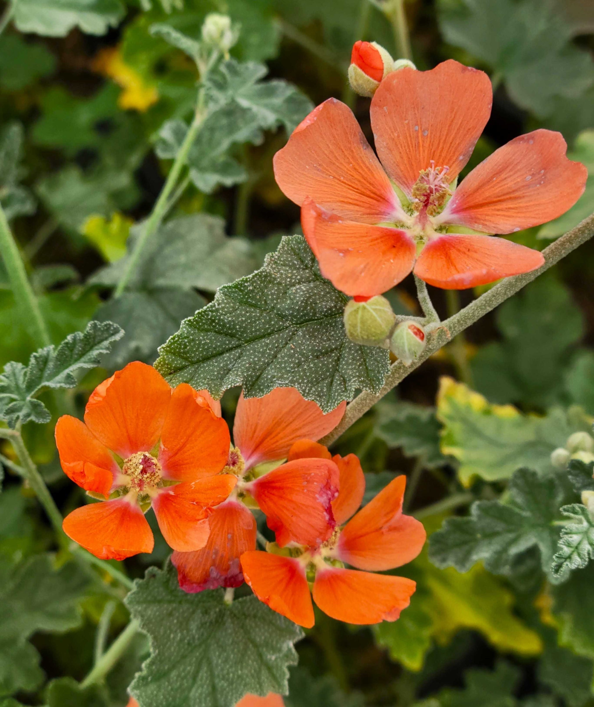 Sphaeralcea ambigua - Globe Mallow - Assorted colors – Happy