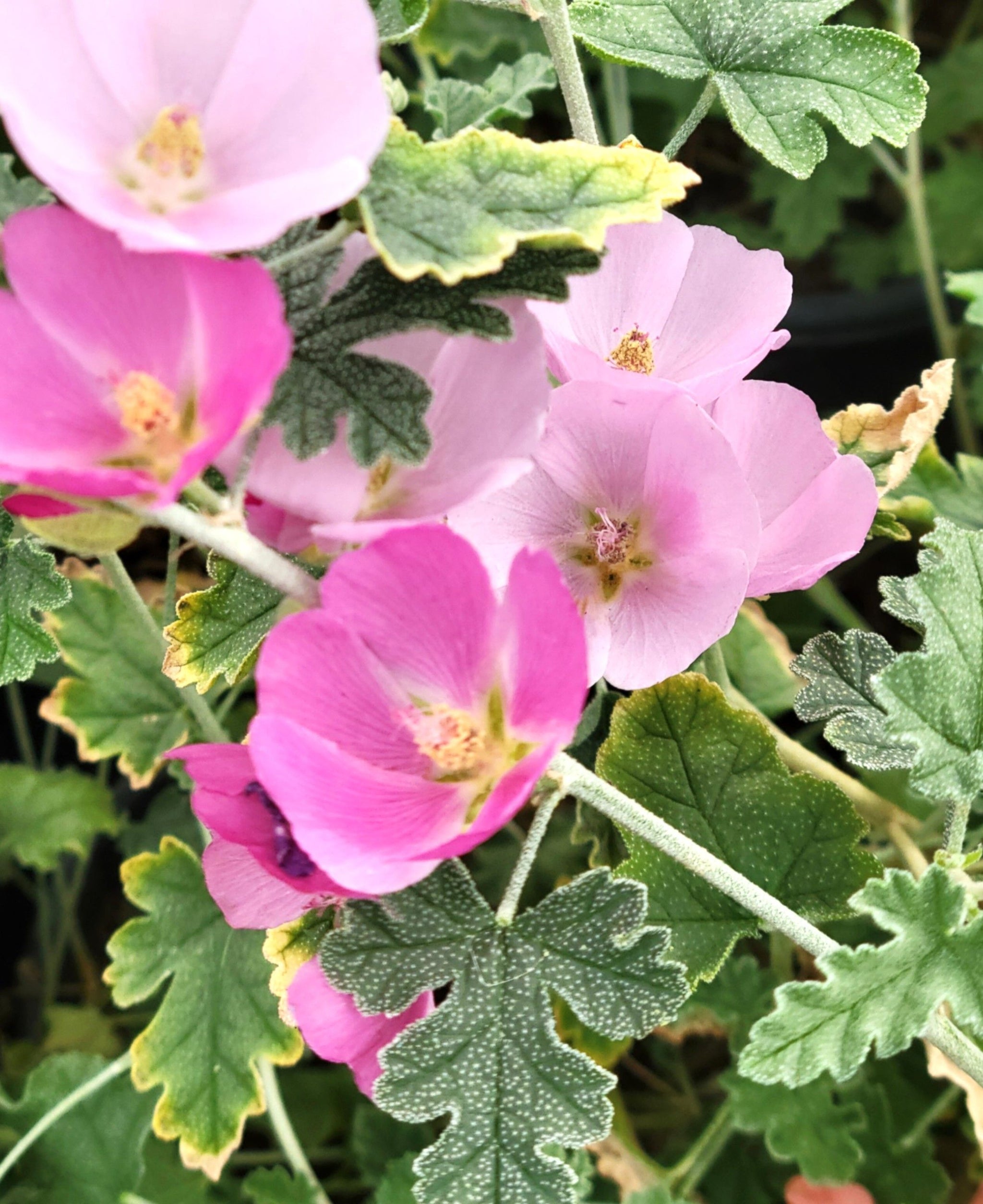 Sphaeralcea ambigua - Globe Mallow - Assorted colors – Happy