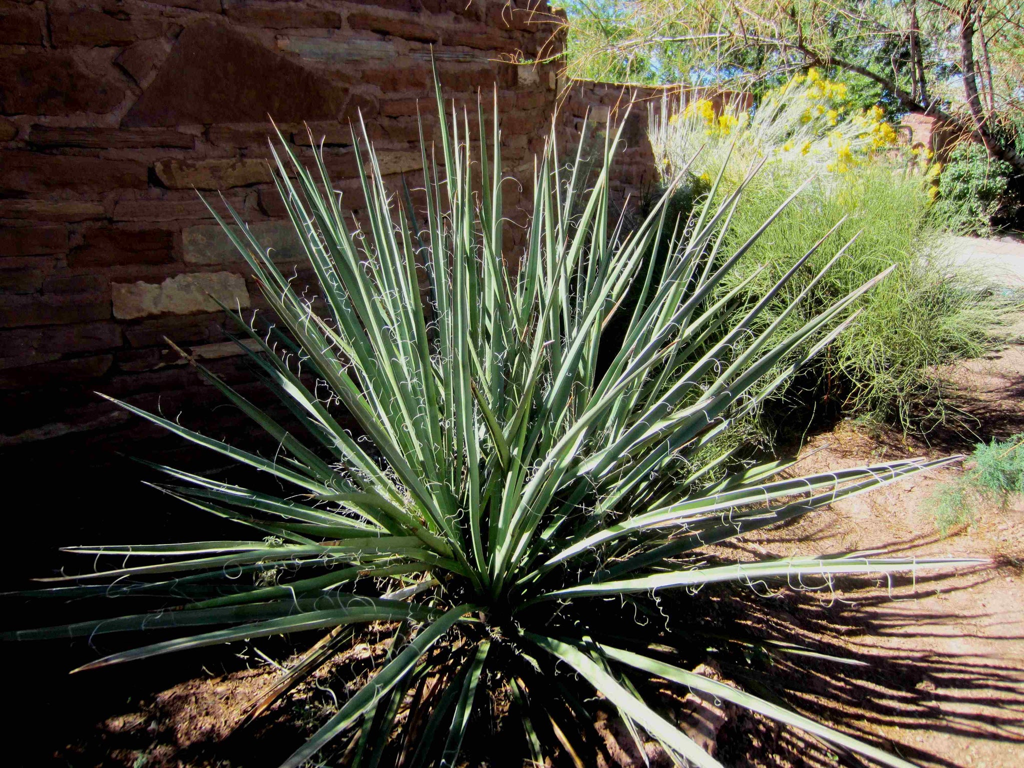 banana yucca plant Yucca baccata