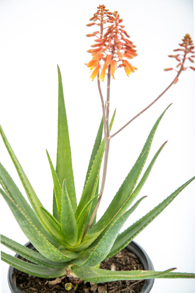 Aloe rooikappie 'Little Red Riding Hood' – Happy Valley Plants