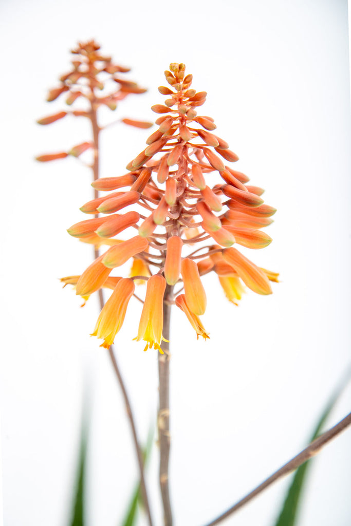 Aloe Rooikappie 'little Red Riding Hood' – Happy Valley Plants