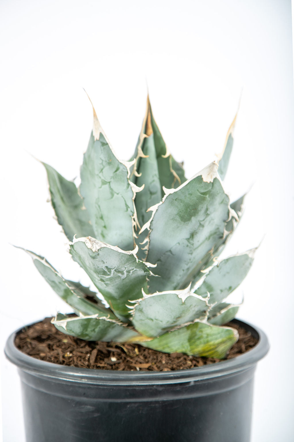 Agave titanota 'White Ice' – Happy Valley Plants