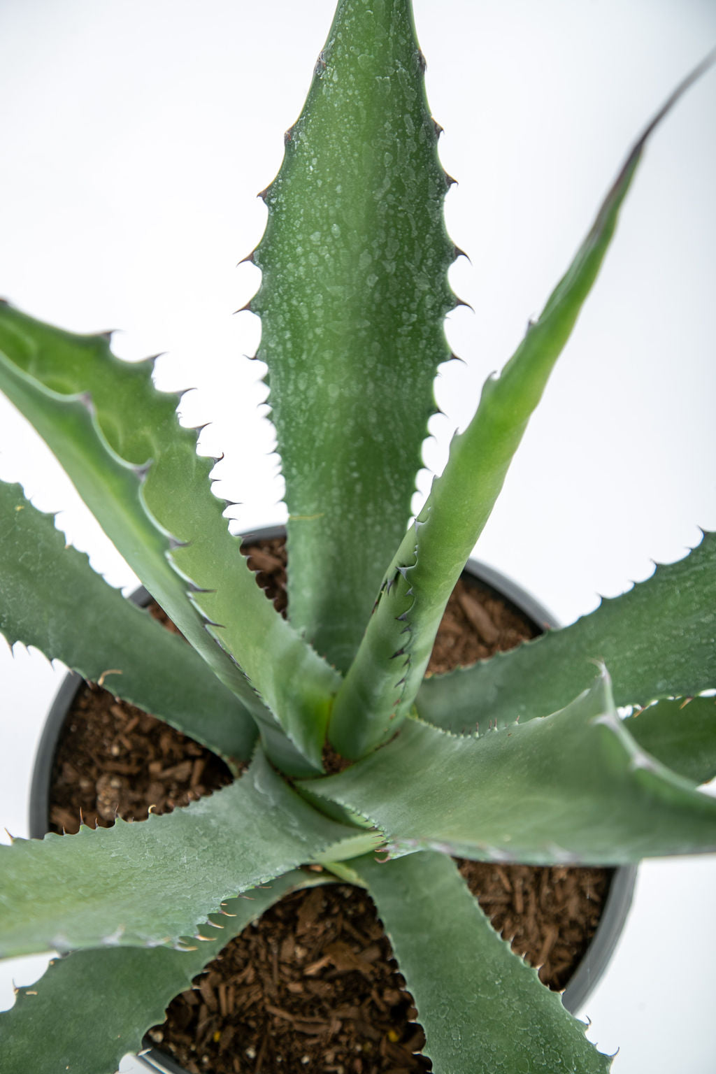 アガベ クレイジーホース 大株 二ヶ月ほど前に購入したアガベ