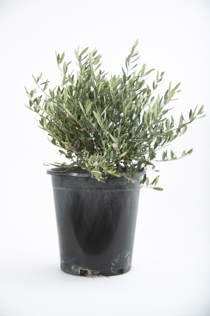 Olea europea 'Little Ollie' - Dwarf Olive – Happy Valley Plants