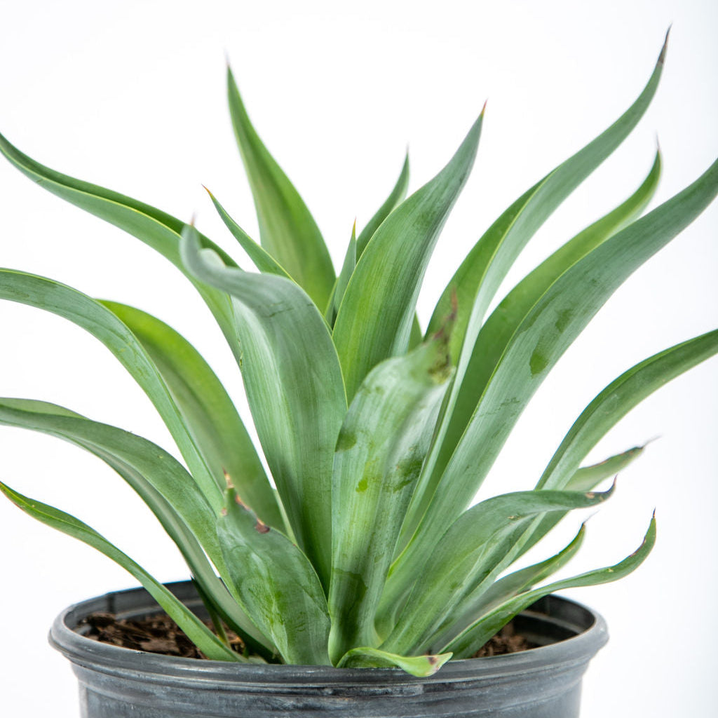 jade agave plant Agave desmettiana