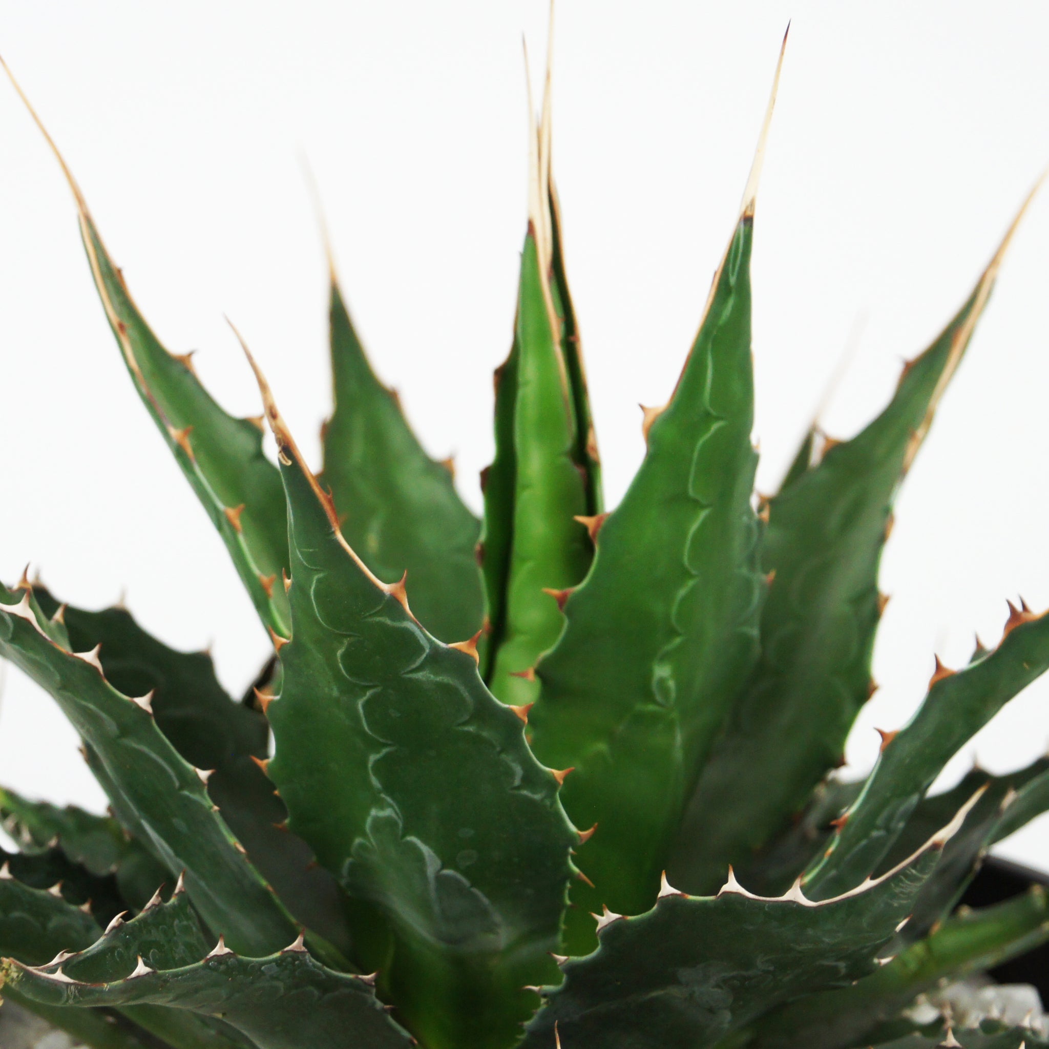 Agave montana - Mountain Agave – Happy Valley Plants