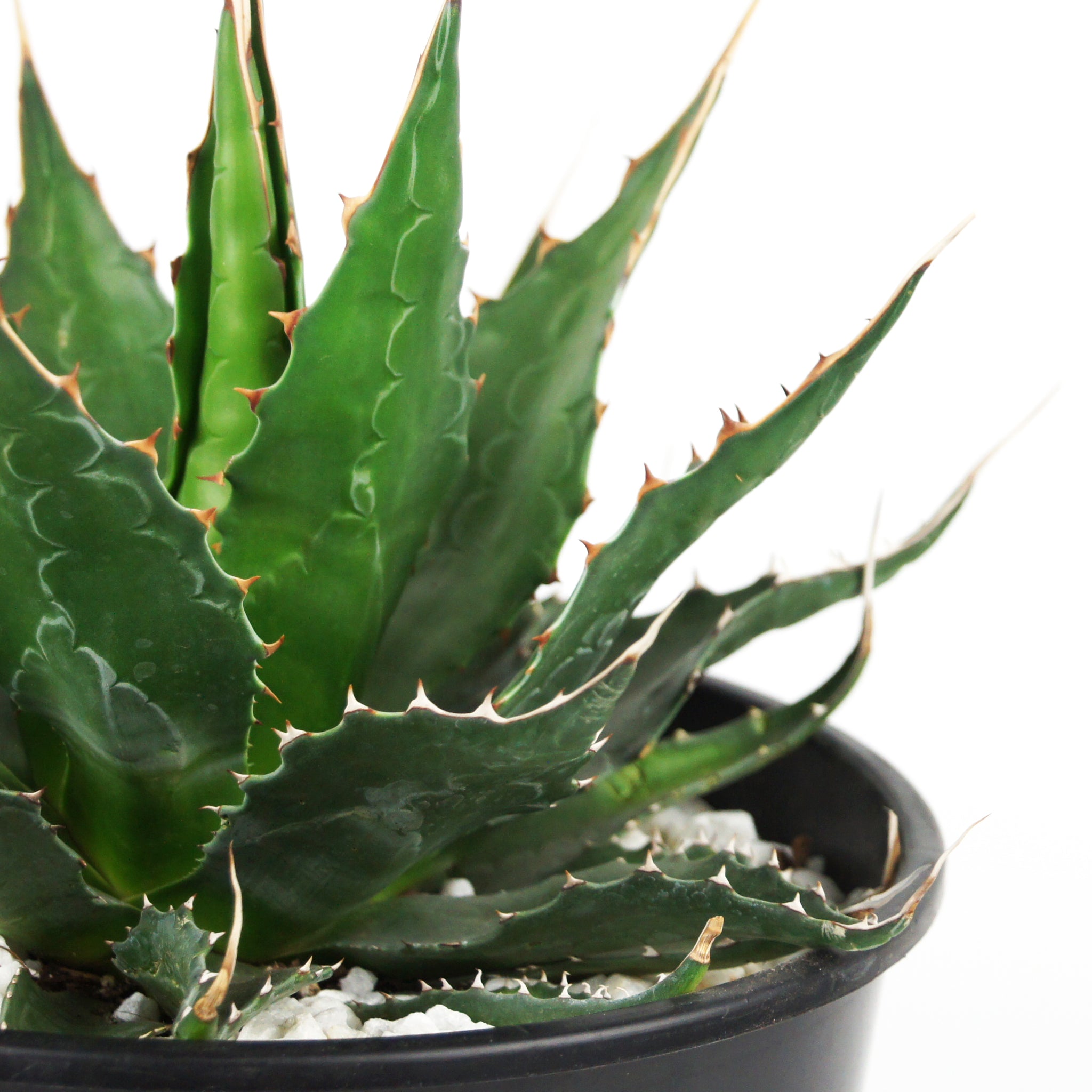 Agave montana - Mountain Agave – Happy Valley Plants