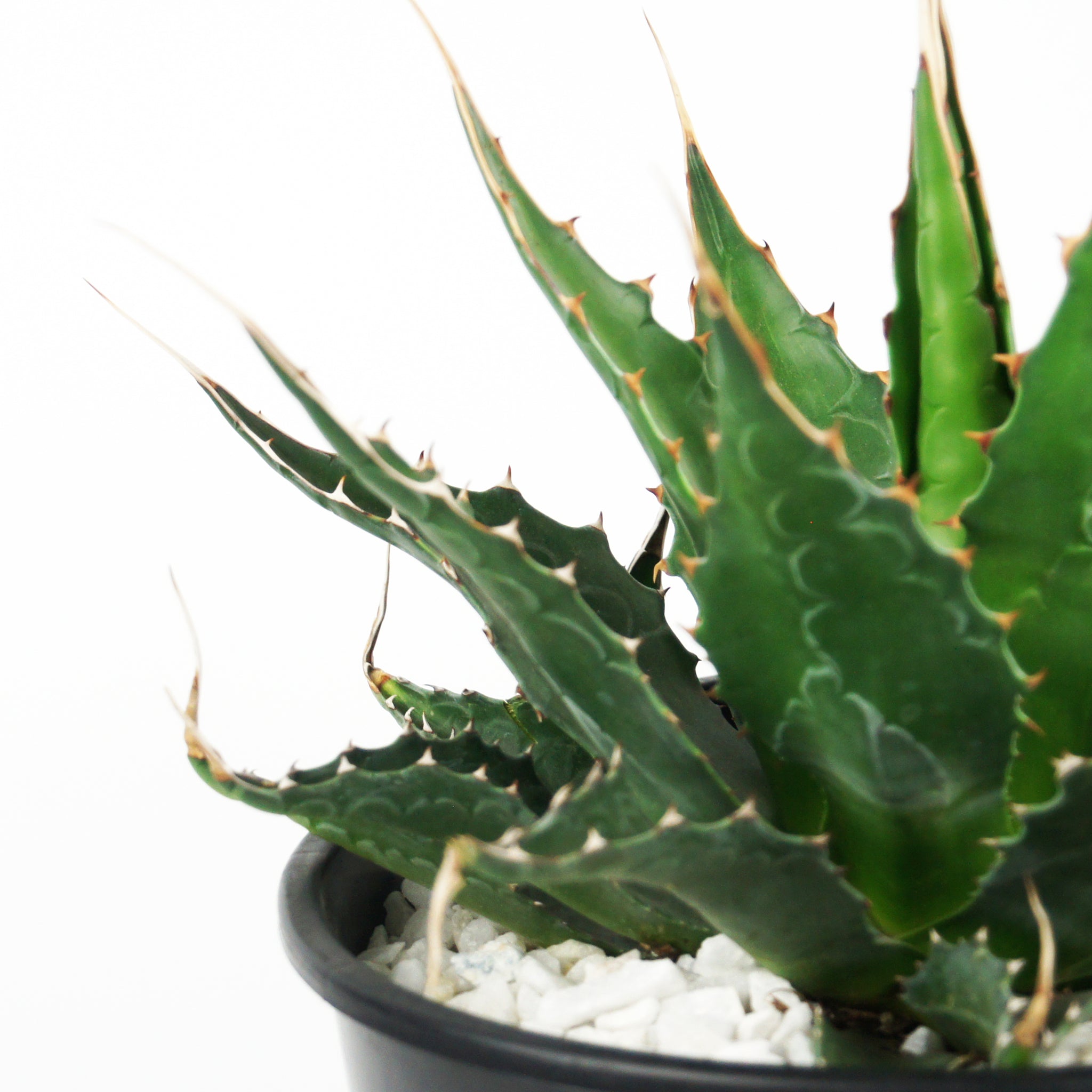 Agave montana - Mountain Agave – Happy Valley Plants