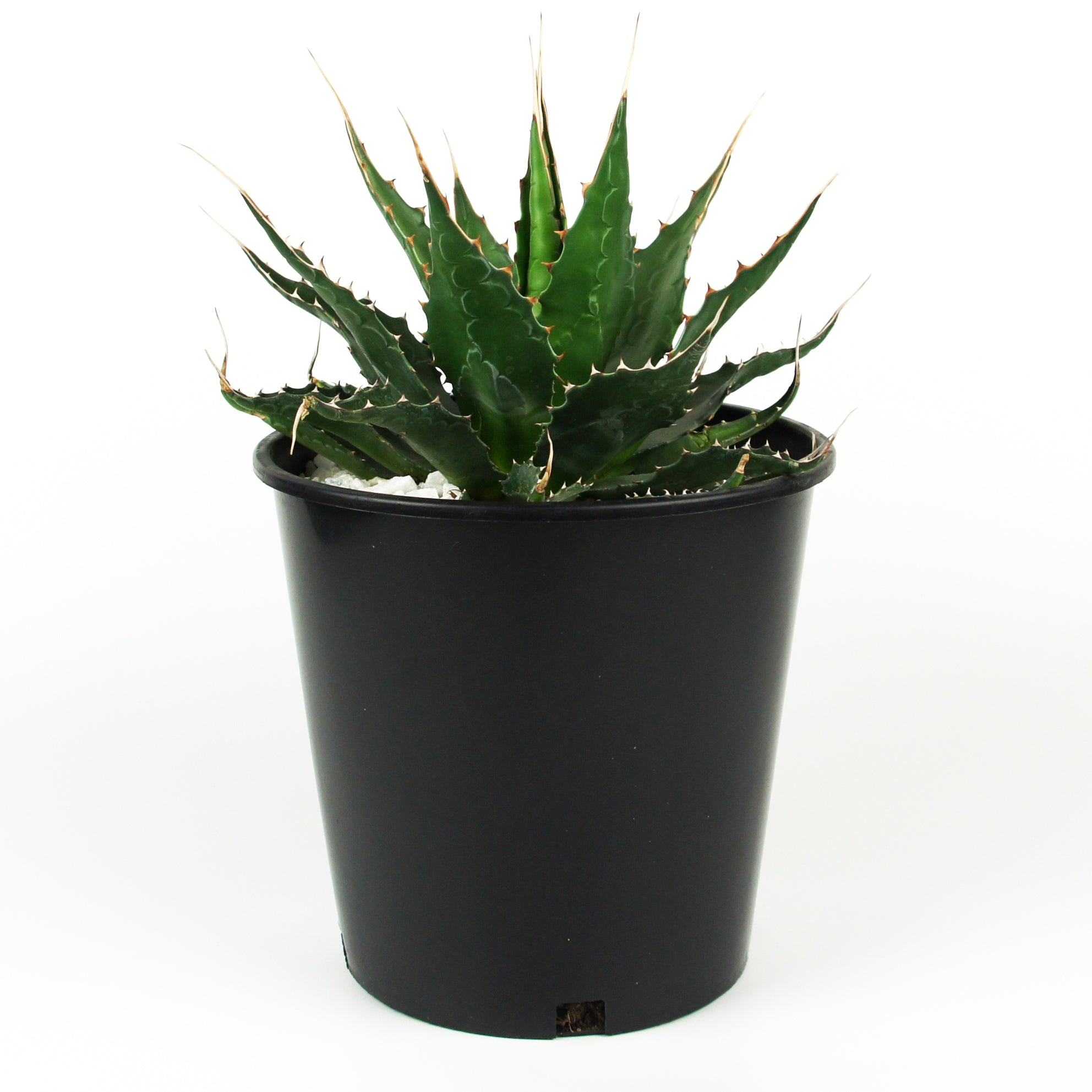 Agave montana