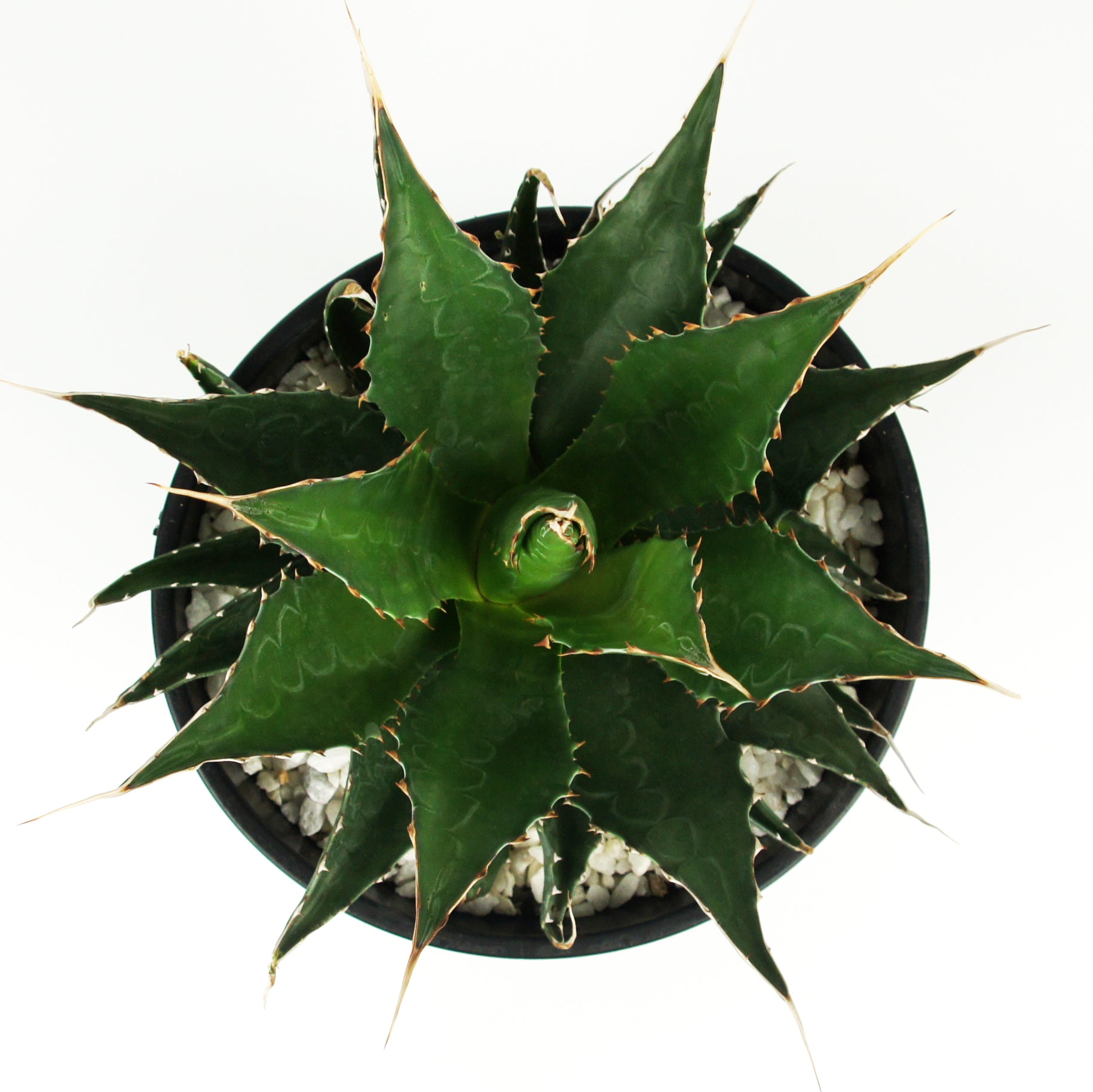 Agave montana - Mountain Agave – Happy Valley Plants