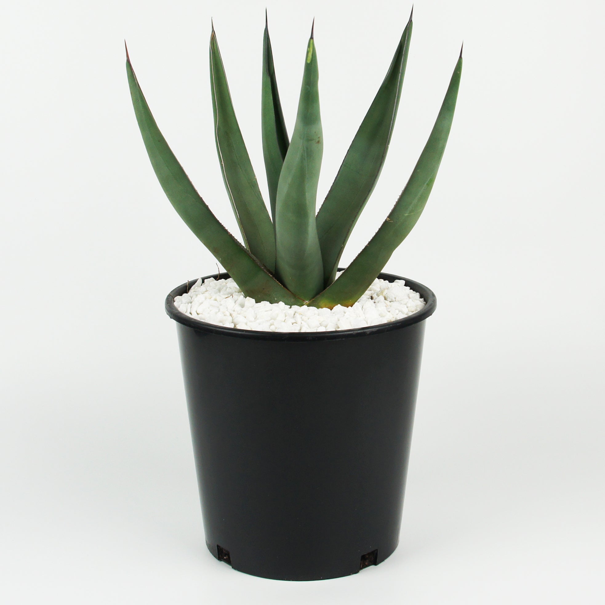 Agave scabra 'Sharkskin' – Happy Valley Plants