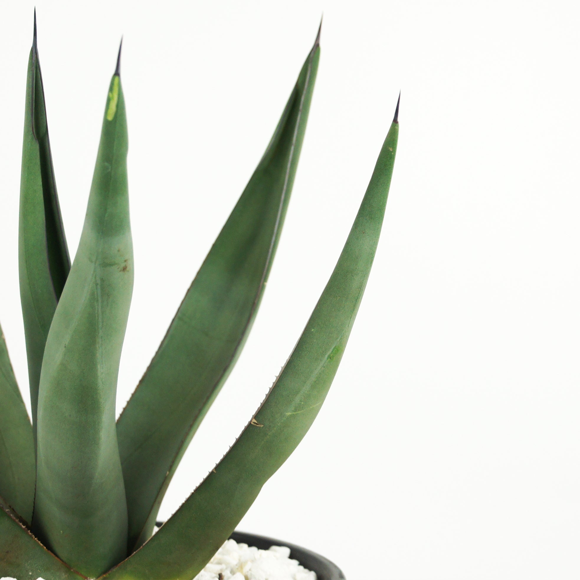 Agave scabra 'Sharkskin' – Happy Valley Plants