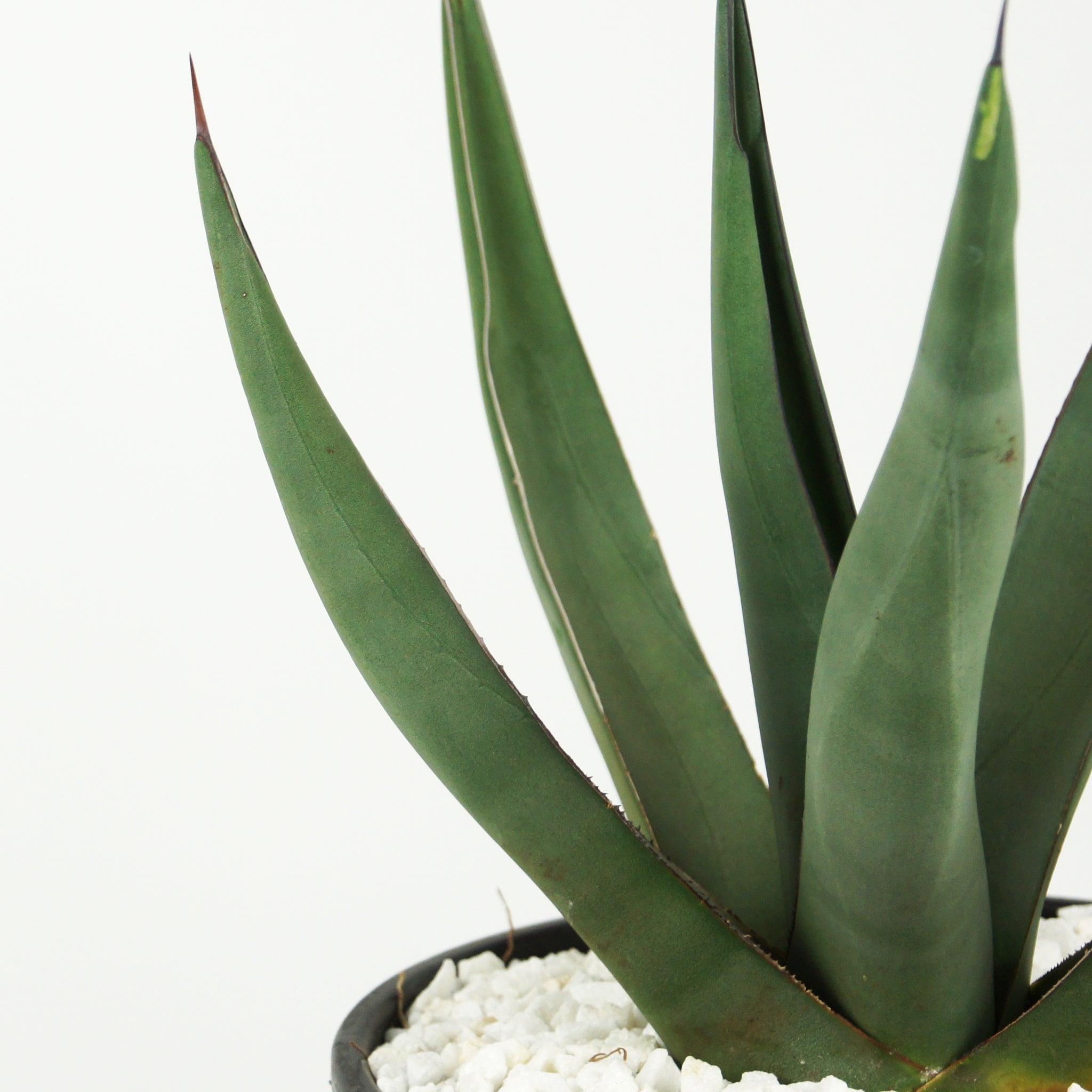 Agave scabra 'Sharkskin' – Happy Valley Plants