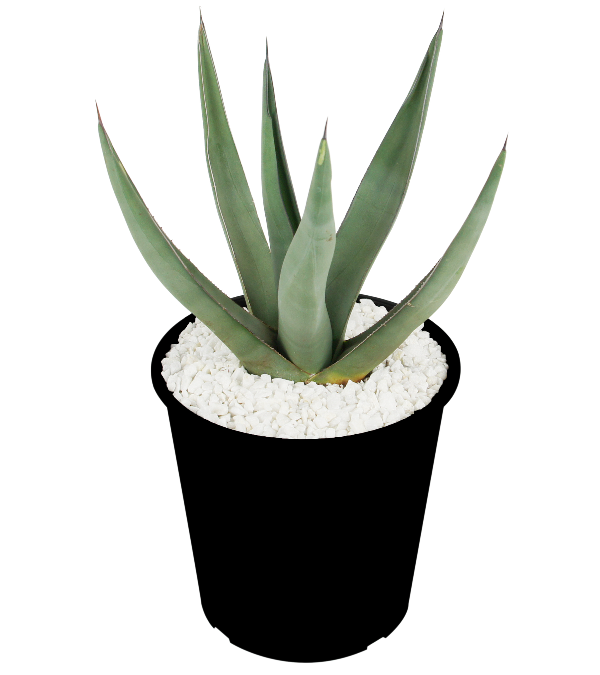 Agave scabra 'Sharkskin'
