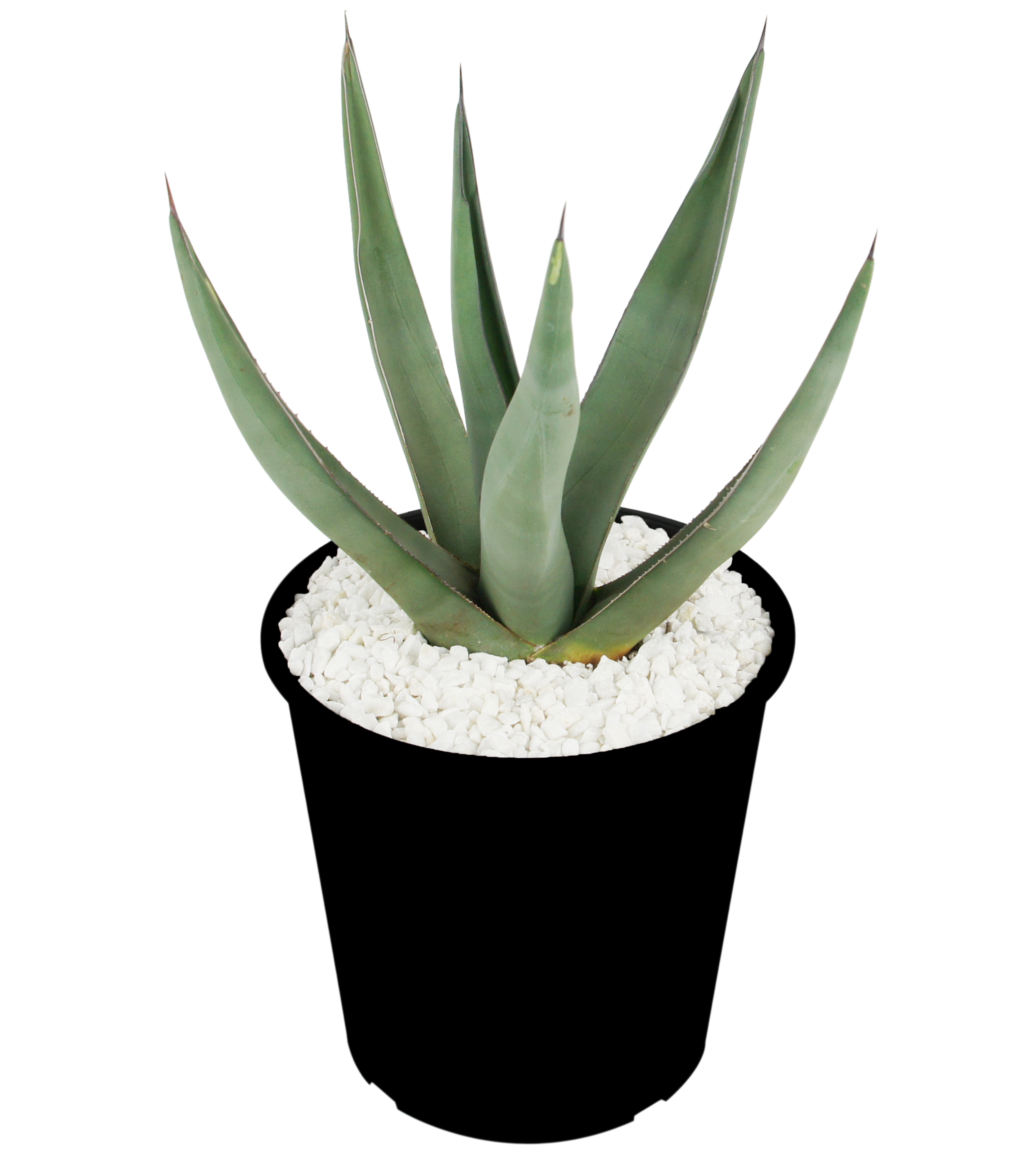 Agave scabra 'Sharkskin' – Happy Valley Plants