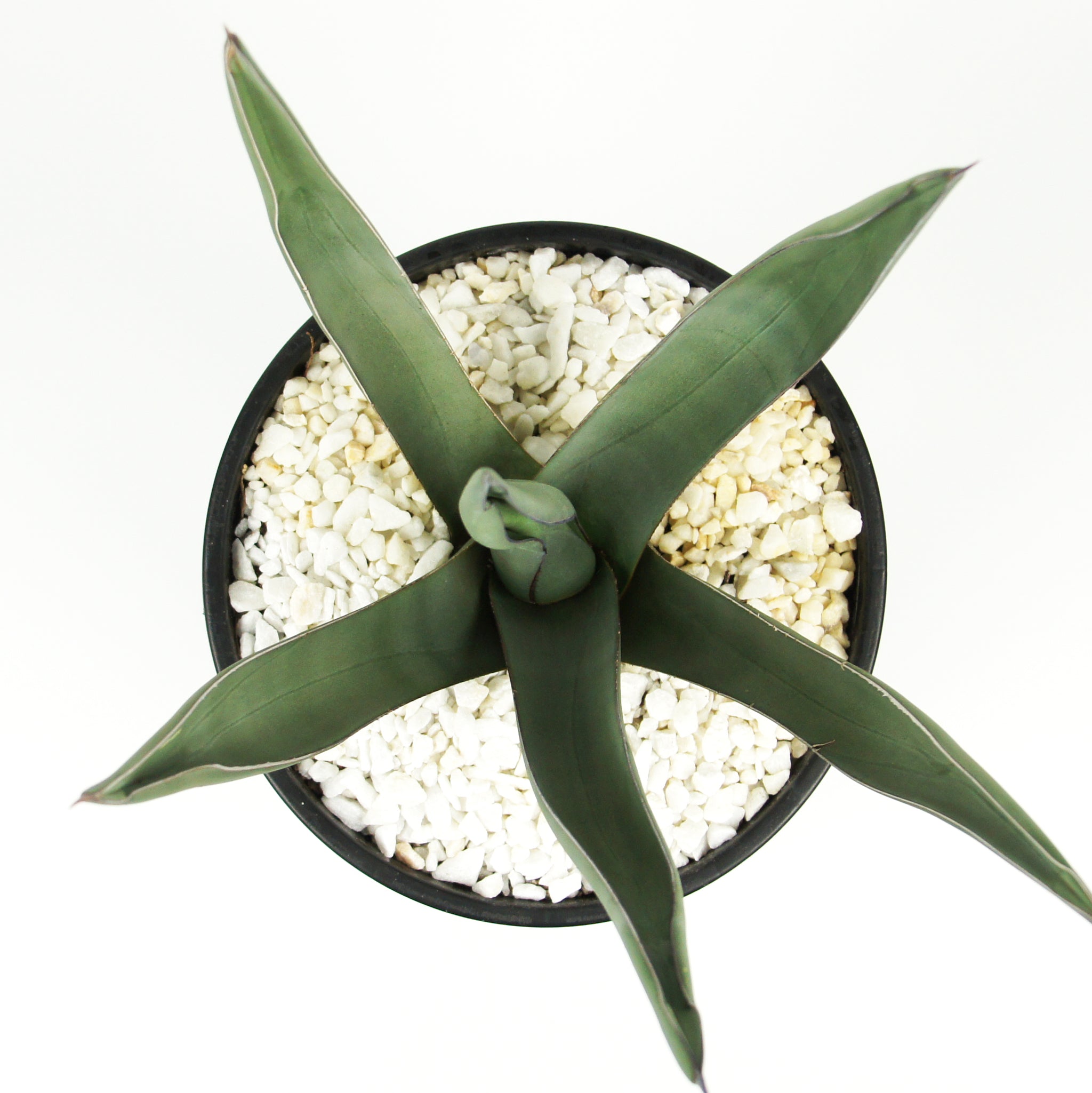Agave scabra 'Sharkskin' – Happy Valley Plants